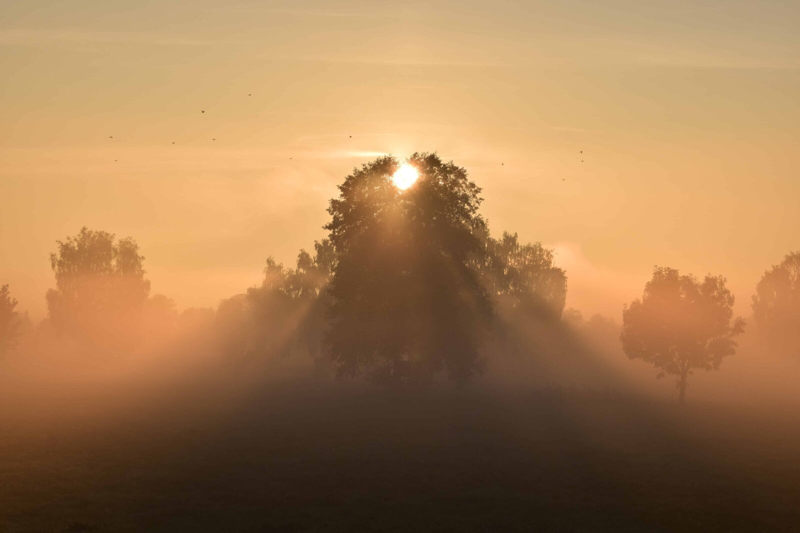 Nikon D3300 sample photo. Backlit, mist, silhouette, sky photography