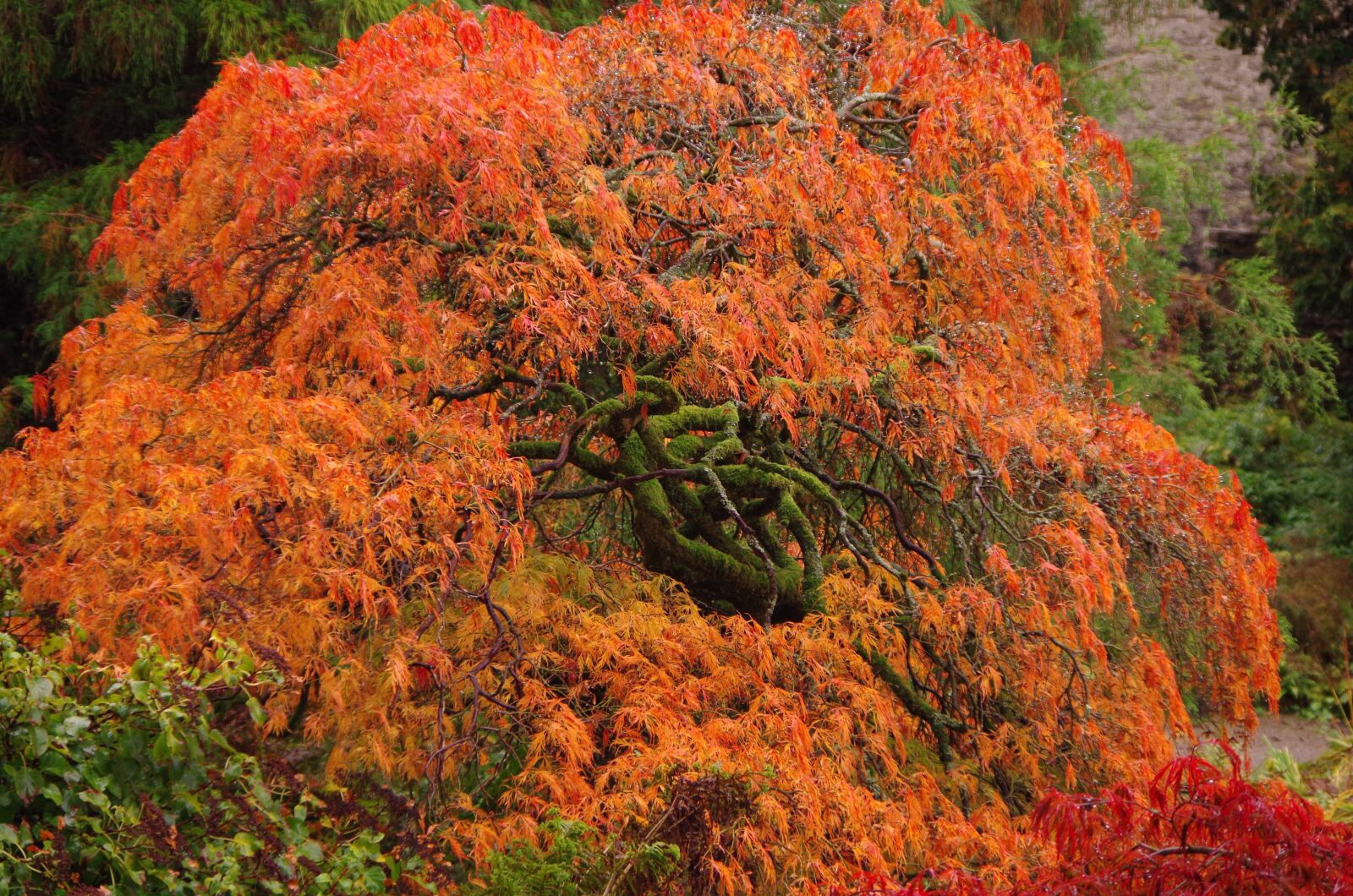 Pentax K-30 sample photo. Red tree, tree, nature photography