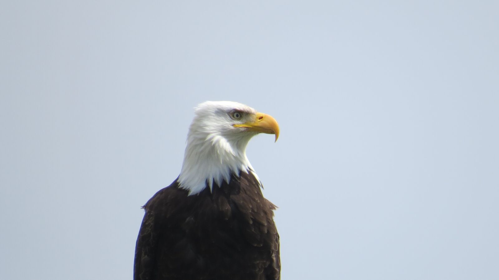 Canon PowerShot SX50 HS sample photo. Eagle, nature, bird photography