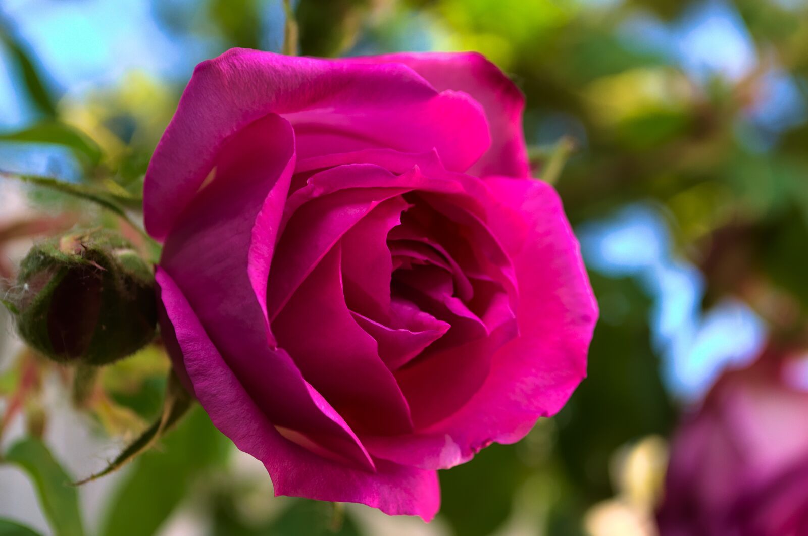 Nikon D3100 sample photo. Rose, rose bud, pink photography