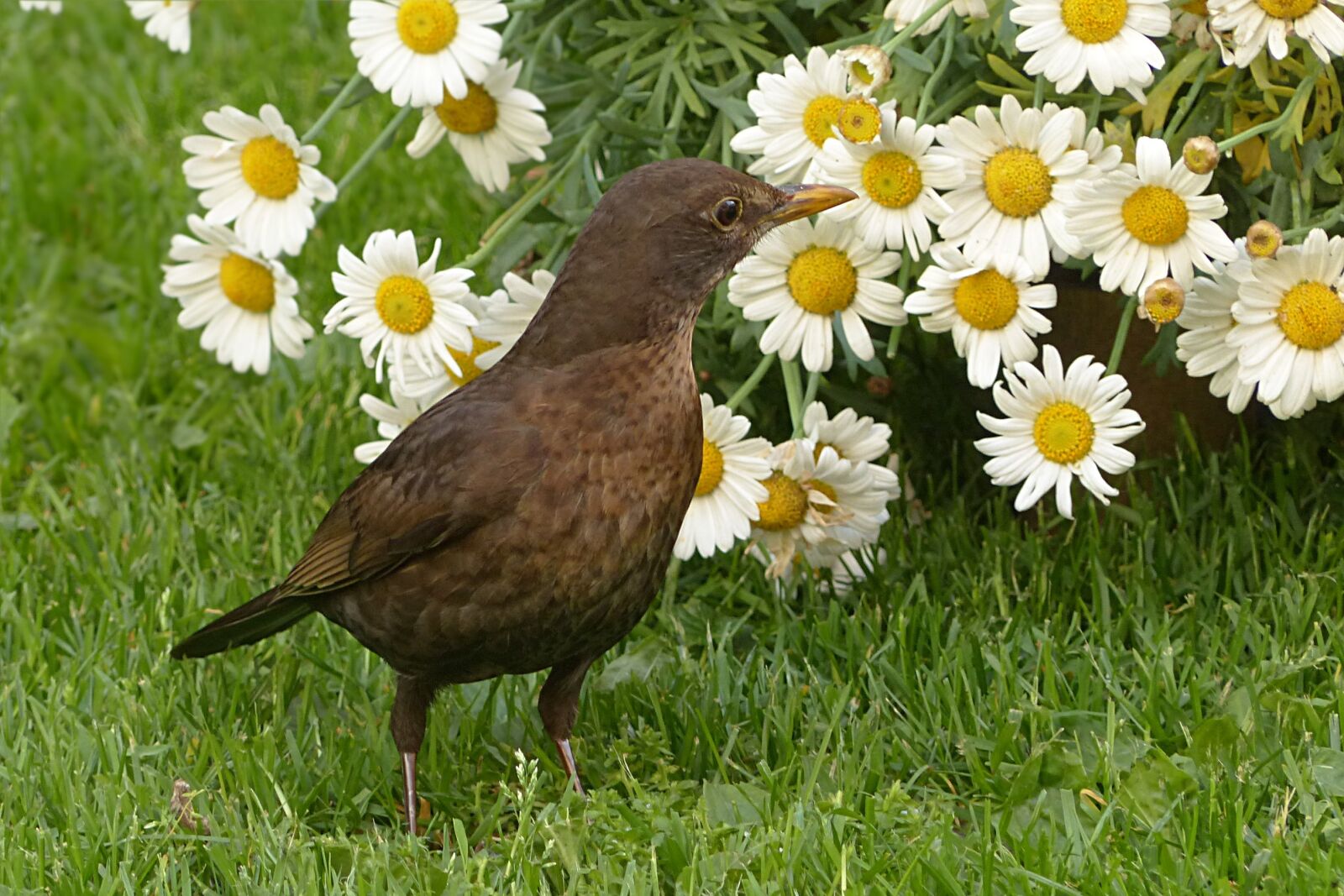 Panasonic Lumix DMC-FZ200 sample photo. Bird, throttle, turdus philomelos photography