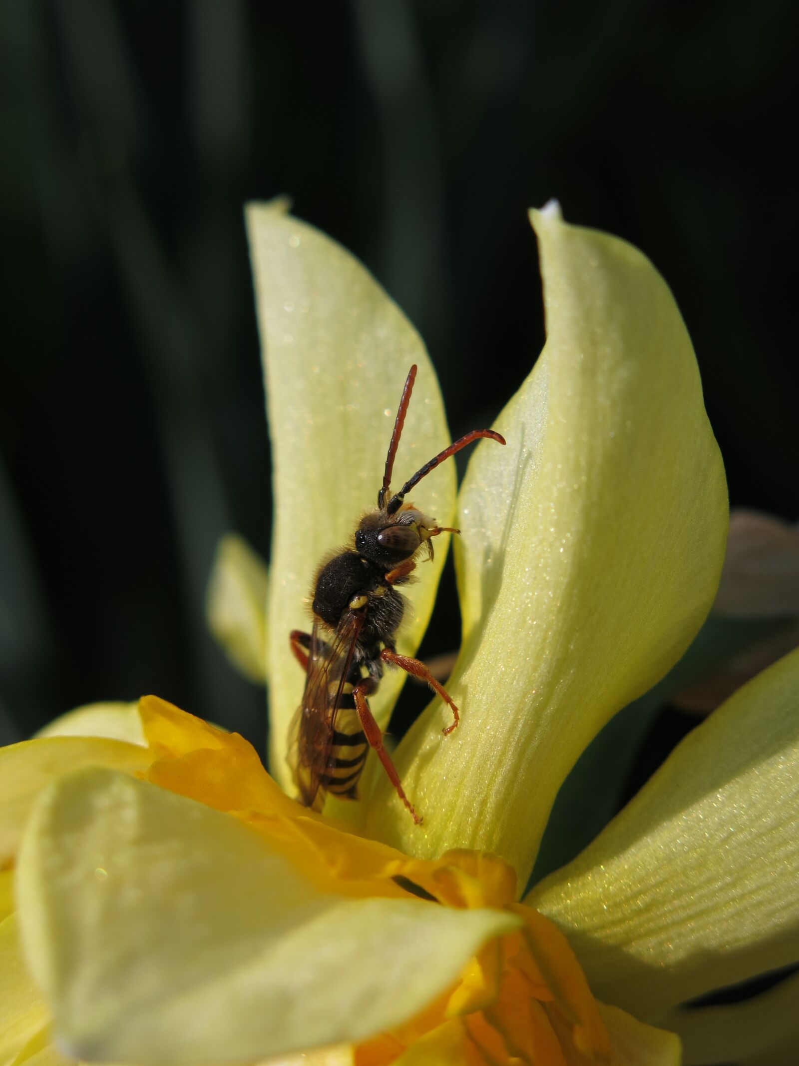 Canon PowerShot G15 sample photo. Wasps bees, nomada lathburiana photography