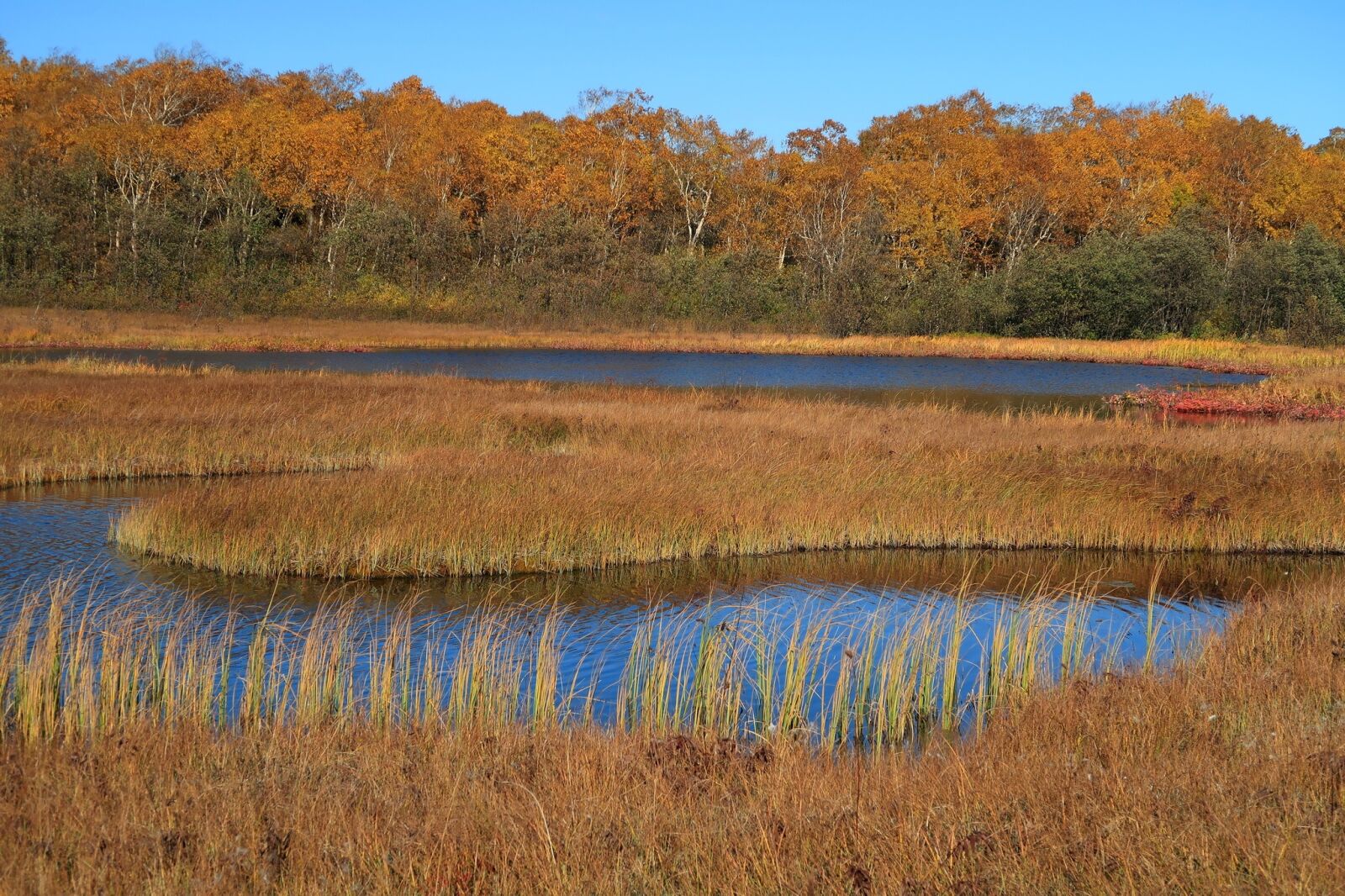 Canon PowerShot G7 X Mark II sample photo. Autumn, lake, forest photography