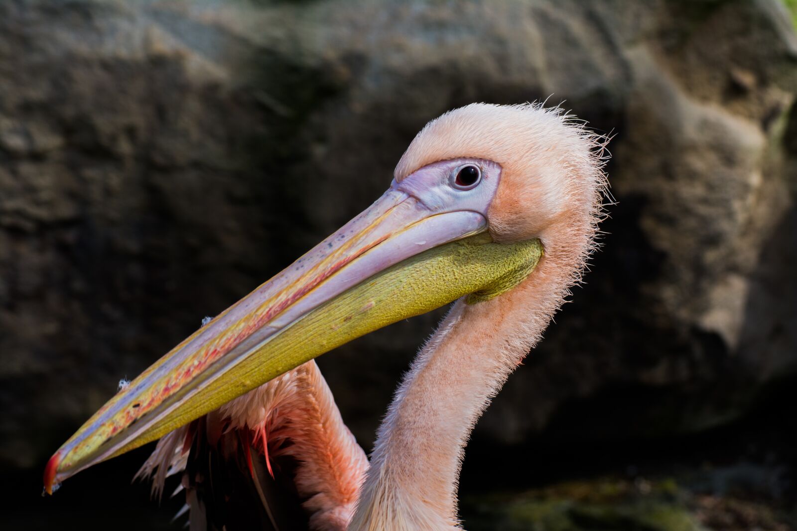 Nikon D7100 sample photo. Zoo emmen, zoo, emmen photography