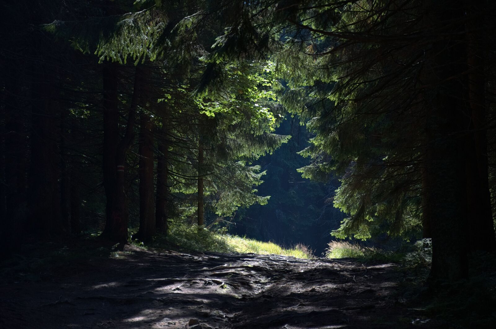 Nikon D90 sample photo. Forest, way, mountains photography