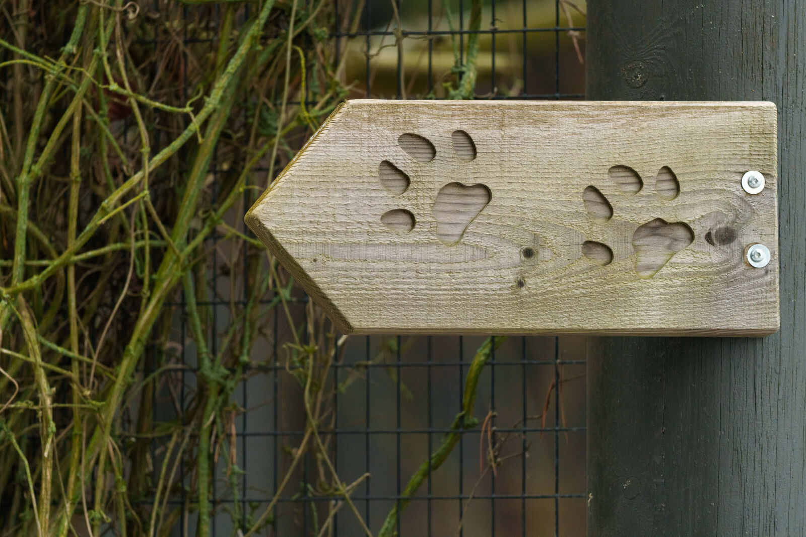 Sony a7R V sample photo. Footprints sign photography