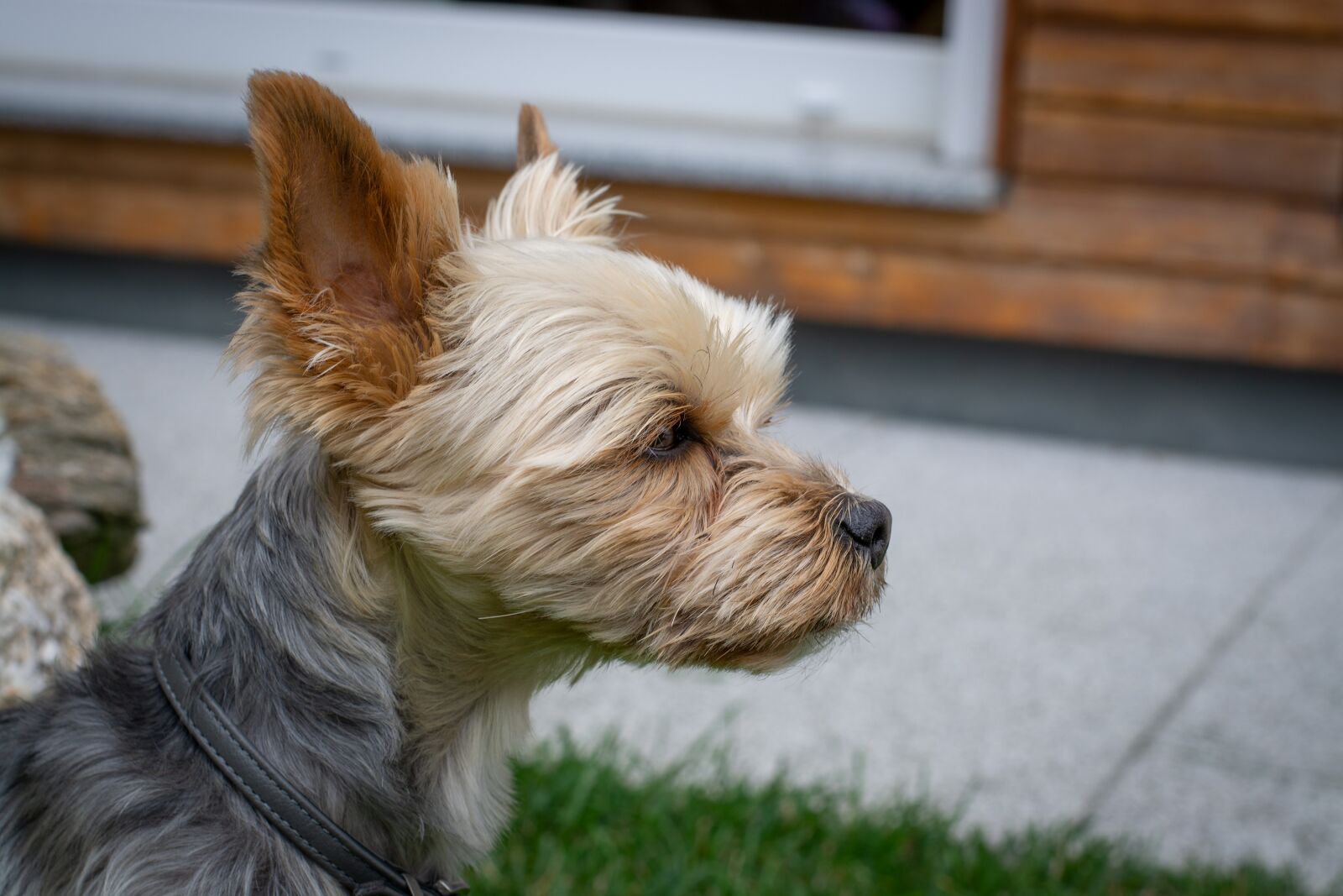 Nikon D7100 sample photo. Dog, yorki, yorkshire terrier photography