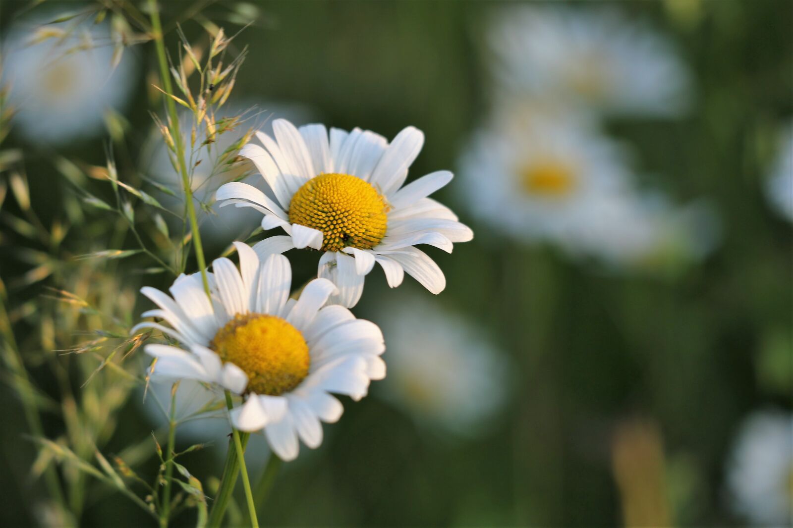 Canon EF 70-300 F4-5.6 IS II USM sample photo. Daisy, flowers, white petals photography