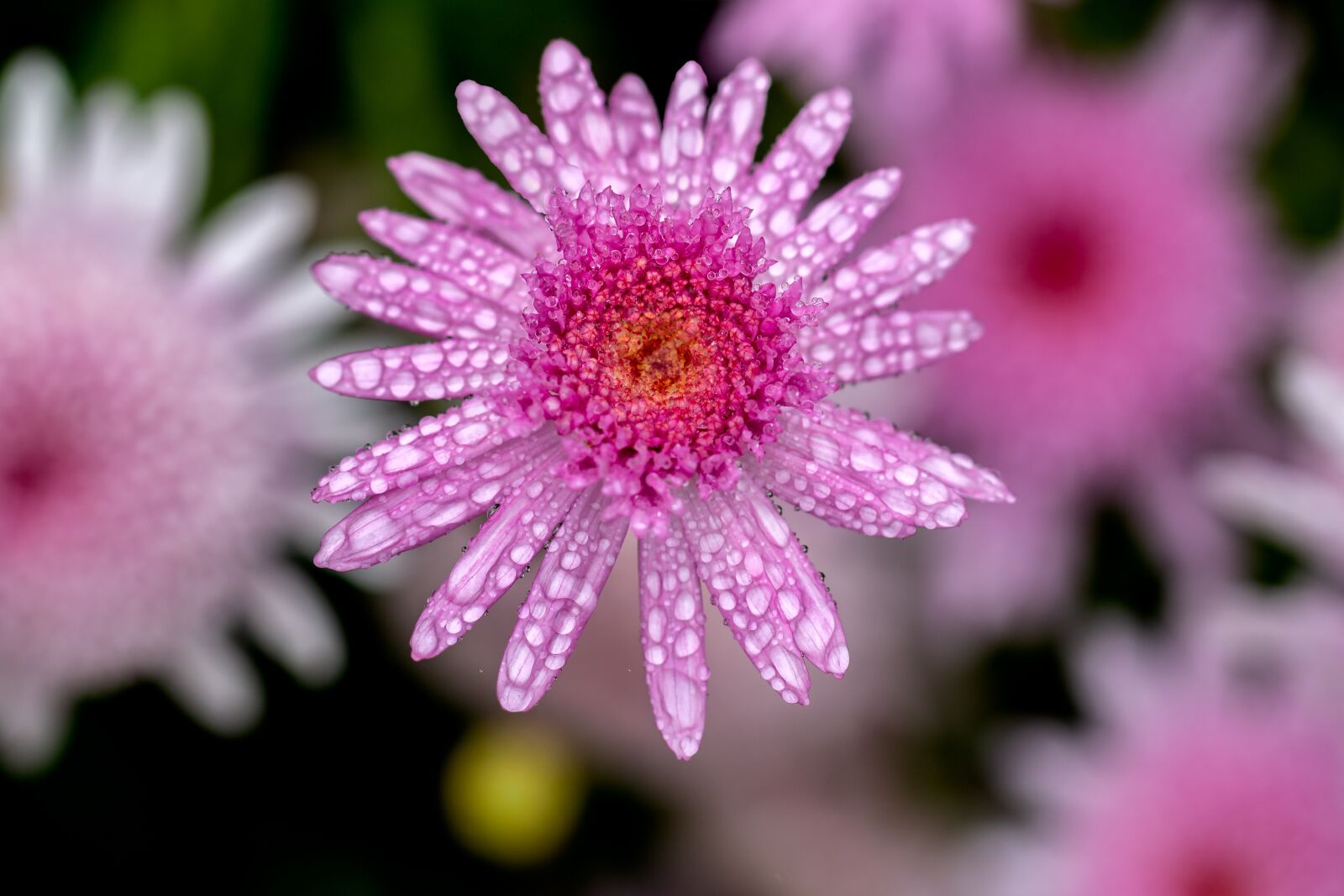 Canon EF 100mm F2.8L Macro IS USM sample photo. Flower, dew, nature photography