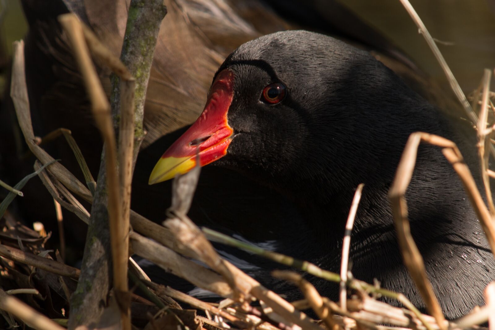 Canon EOS 70D sample photo. Bird, nest, coot photography
