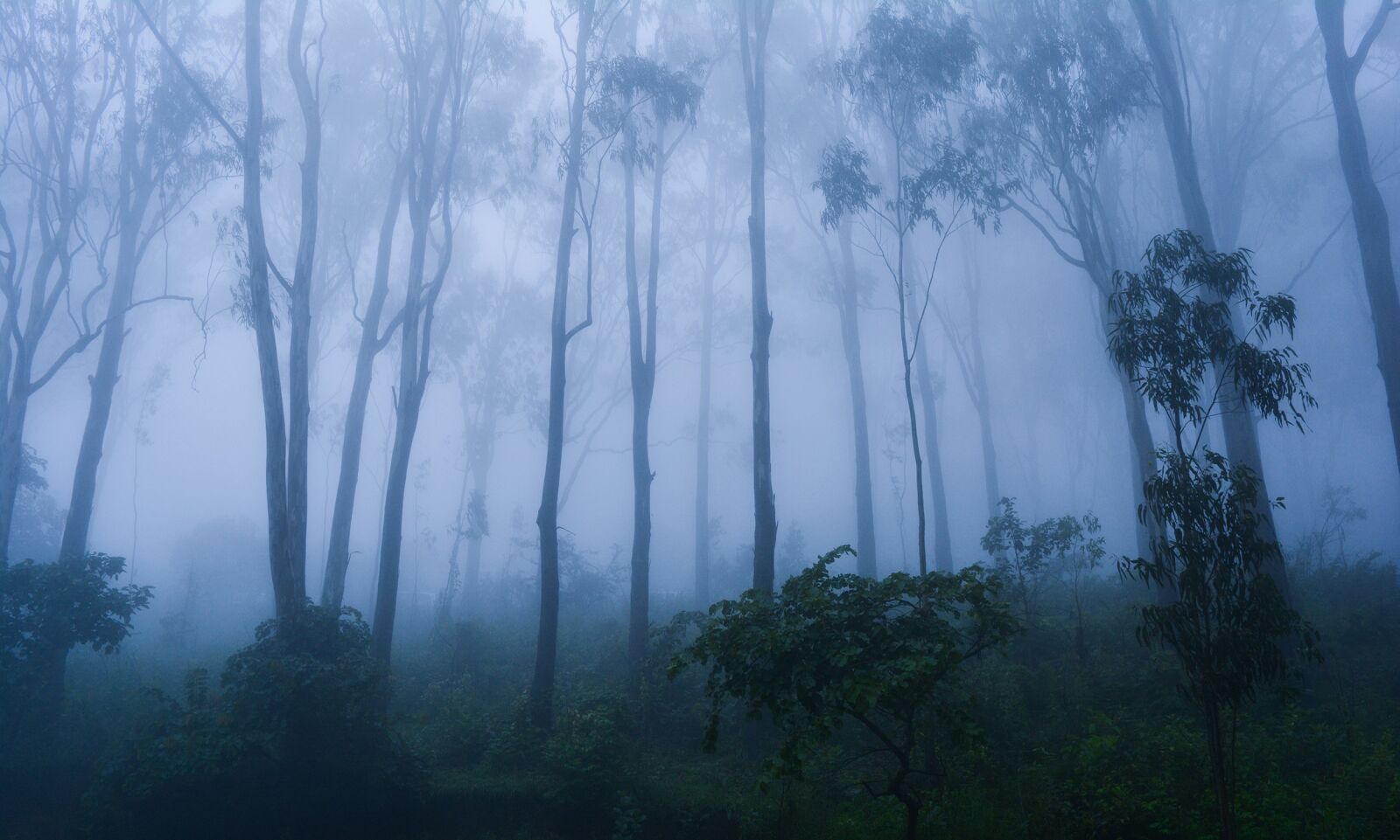 Nikon D5200 sample photo. Fog, trees, nature photography