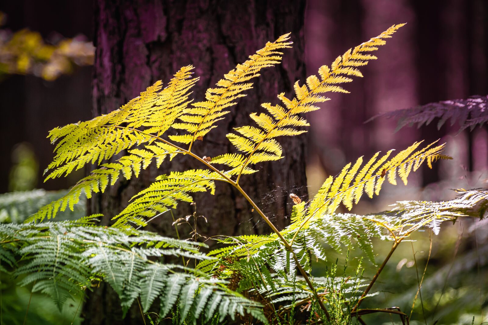 Canon EOS 80D sample photo. Fern, forest, nature photography