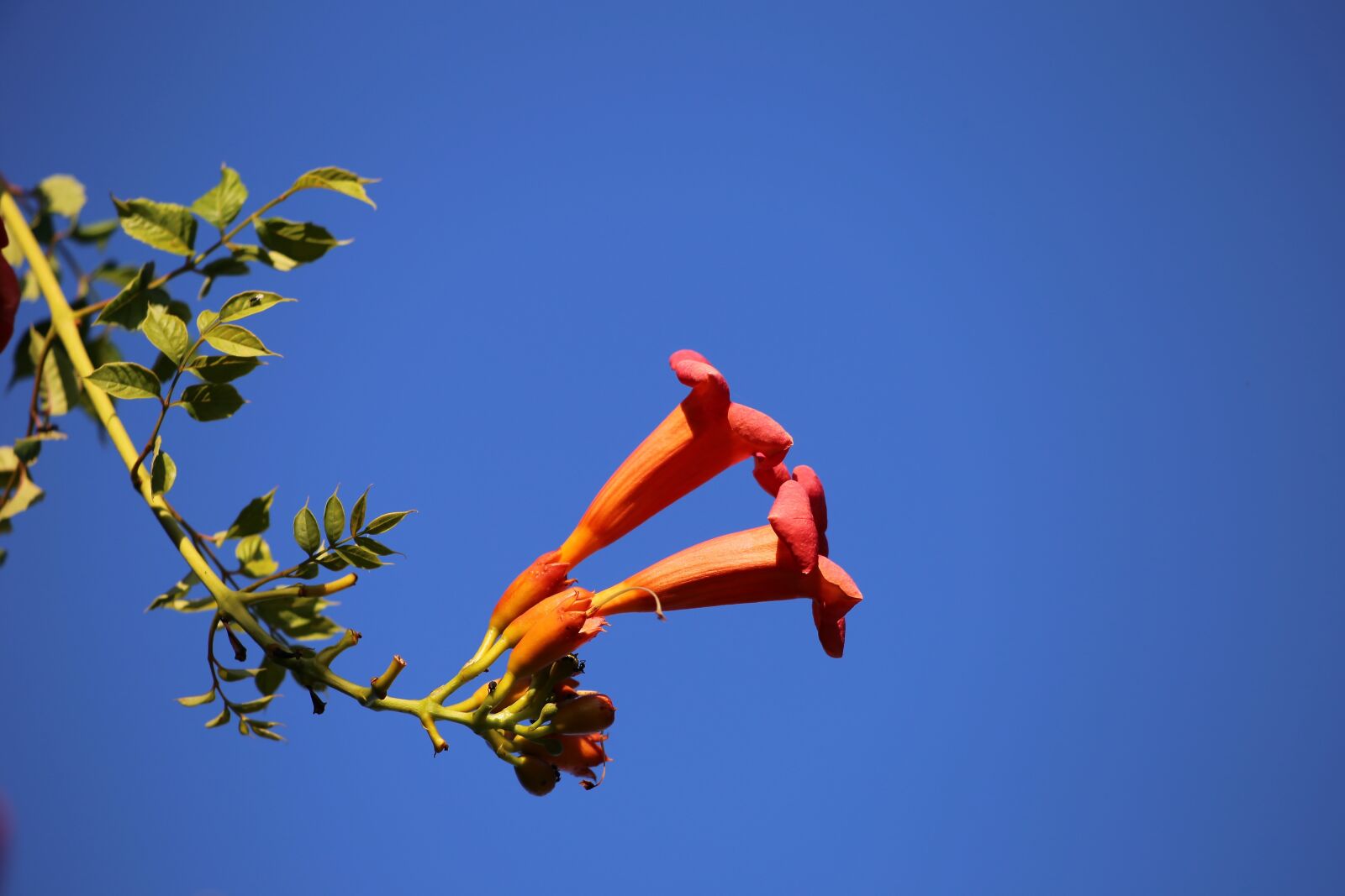 Canon EF 70-300 F4-5.6 IS II USM sample photo. Brugmansia sanguinea, angel trumpet photography
