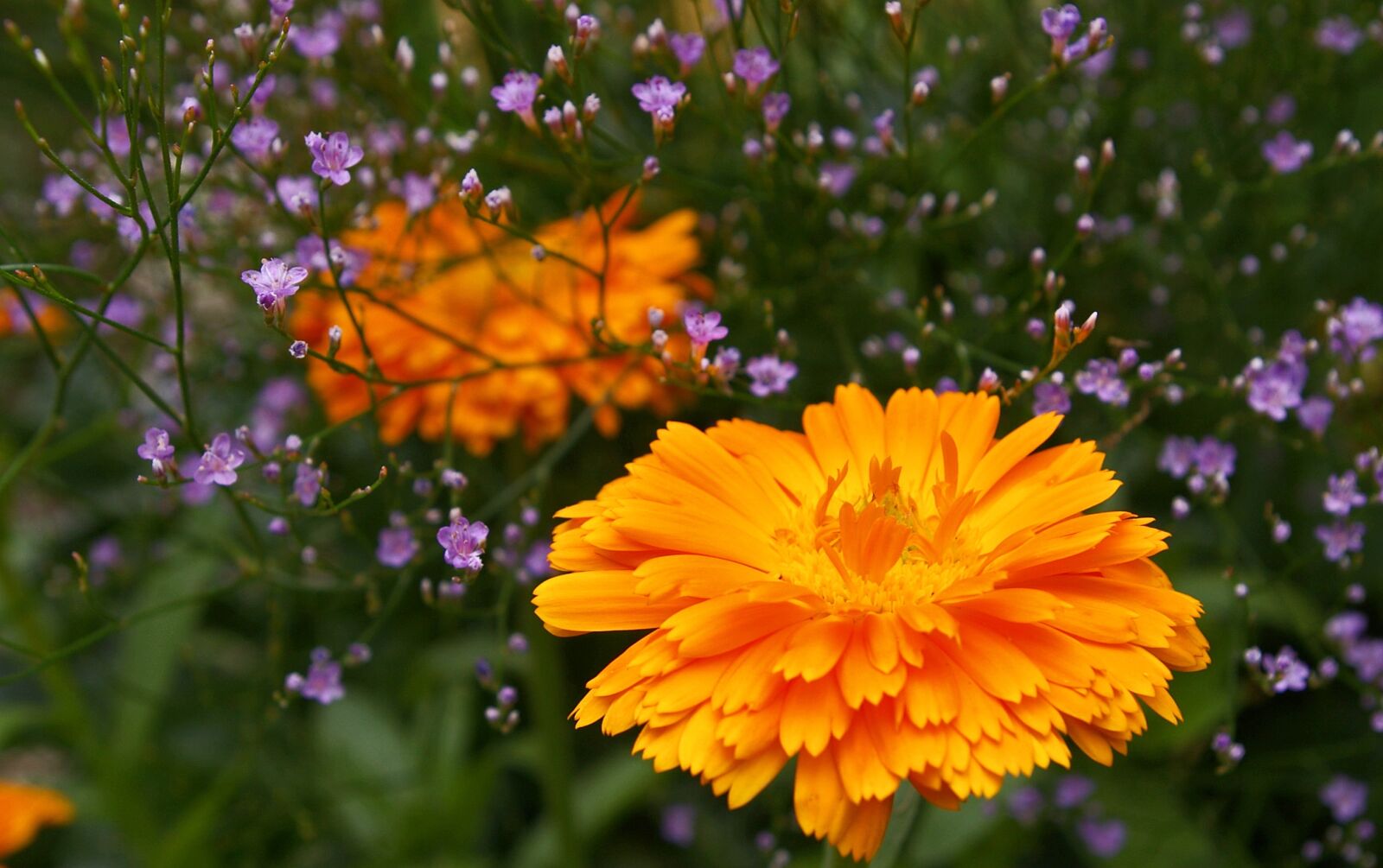 Pentax *ist DL2 sample photo. Marigold, beach lilac, summer photography