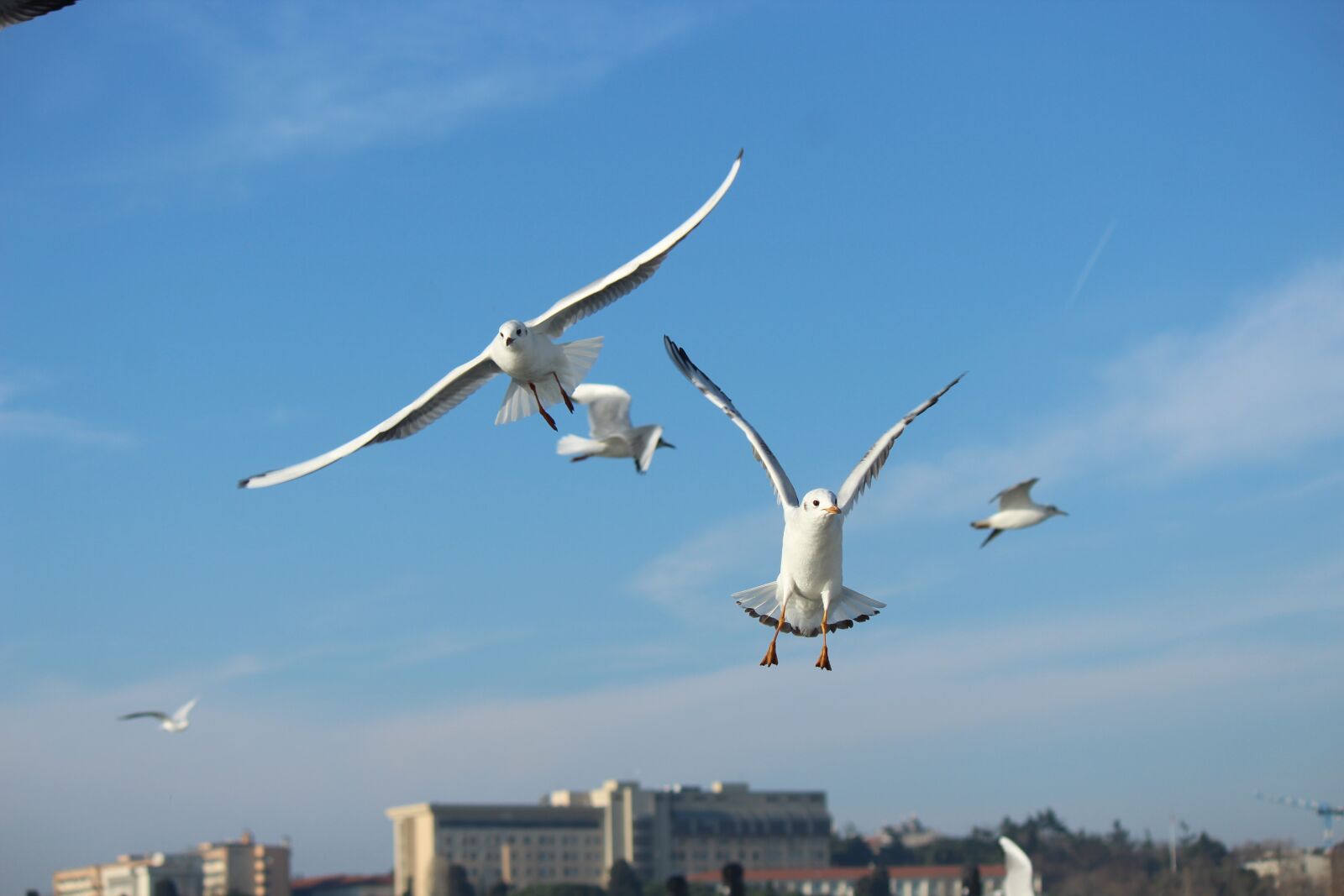Canon EOS 1300D (EOS Rebel T6 / EOS Kiss X80) sample photo. Seagull, gulls, bird photography