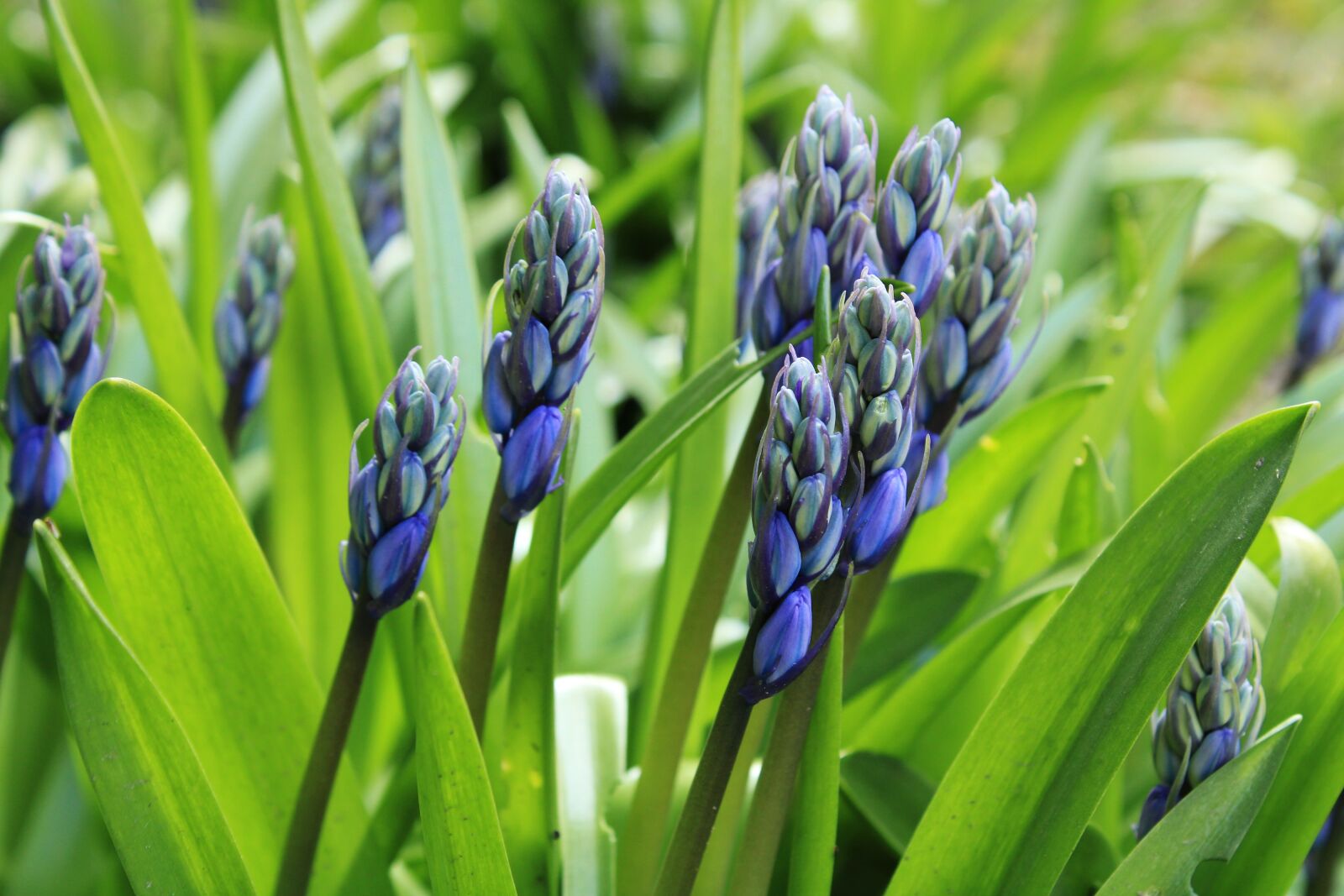 Canon EOS 2000D (EOS Rebel T7 / EOS Kiss X90 / EOS 1500D) sample photo. Flower, bluebell, blue star photography