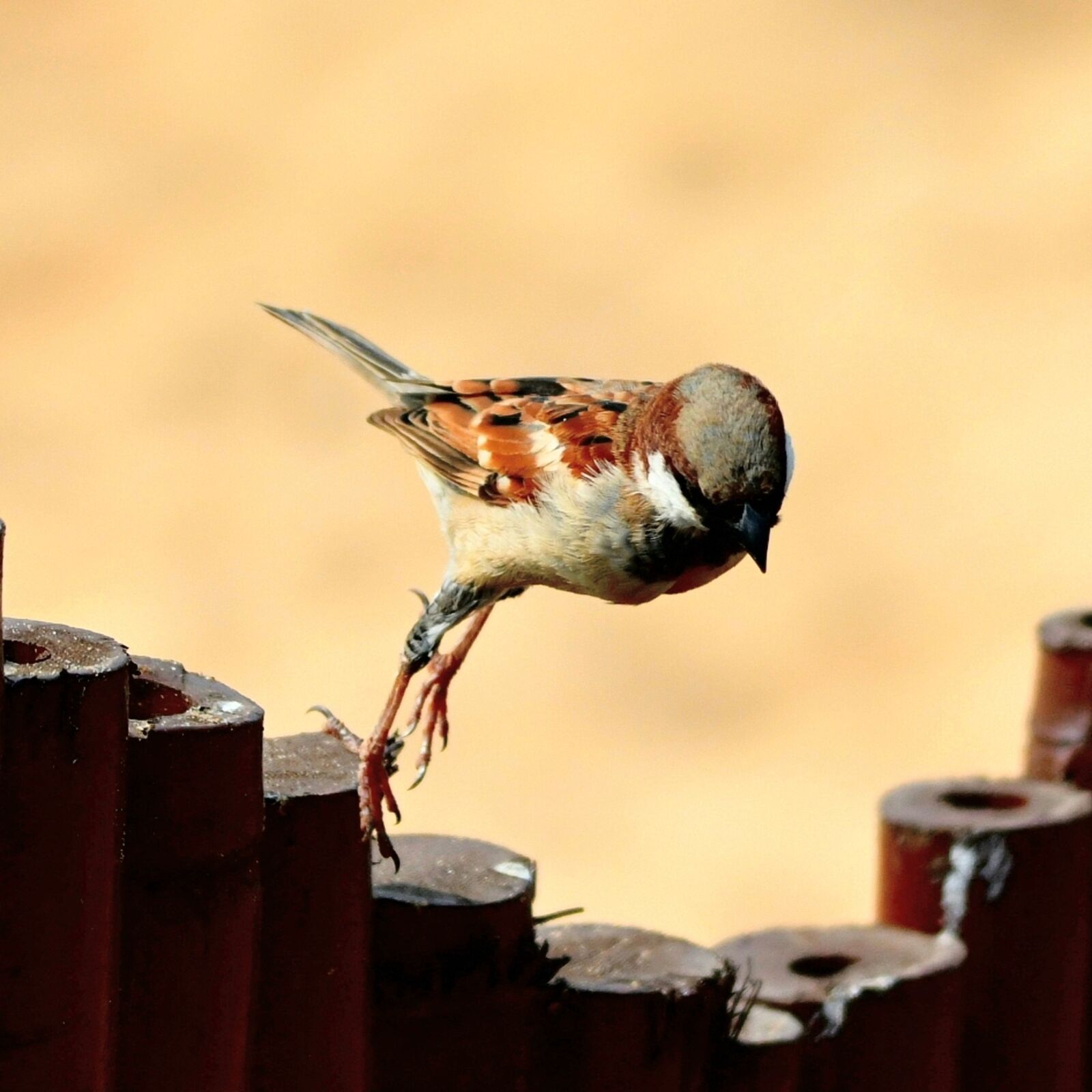Nikon D850 sample photo. Bird, wildlife, sparrow photography