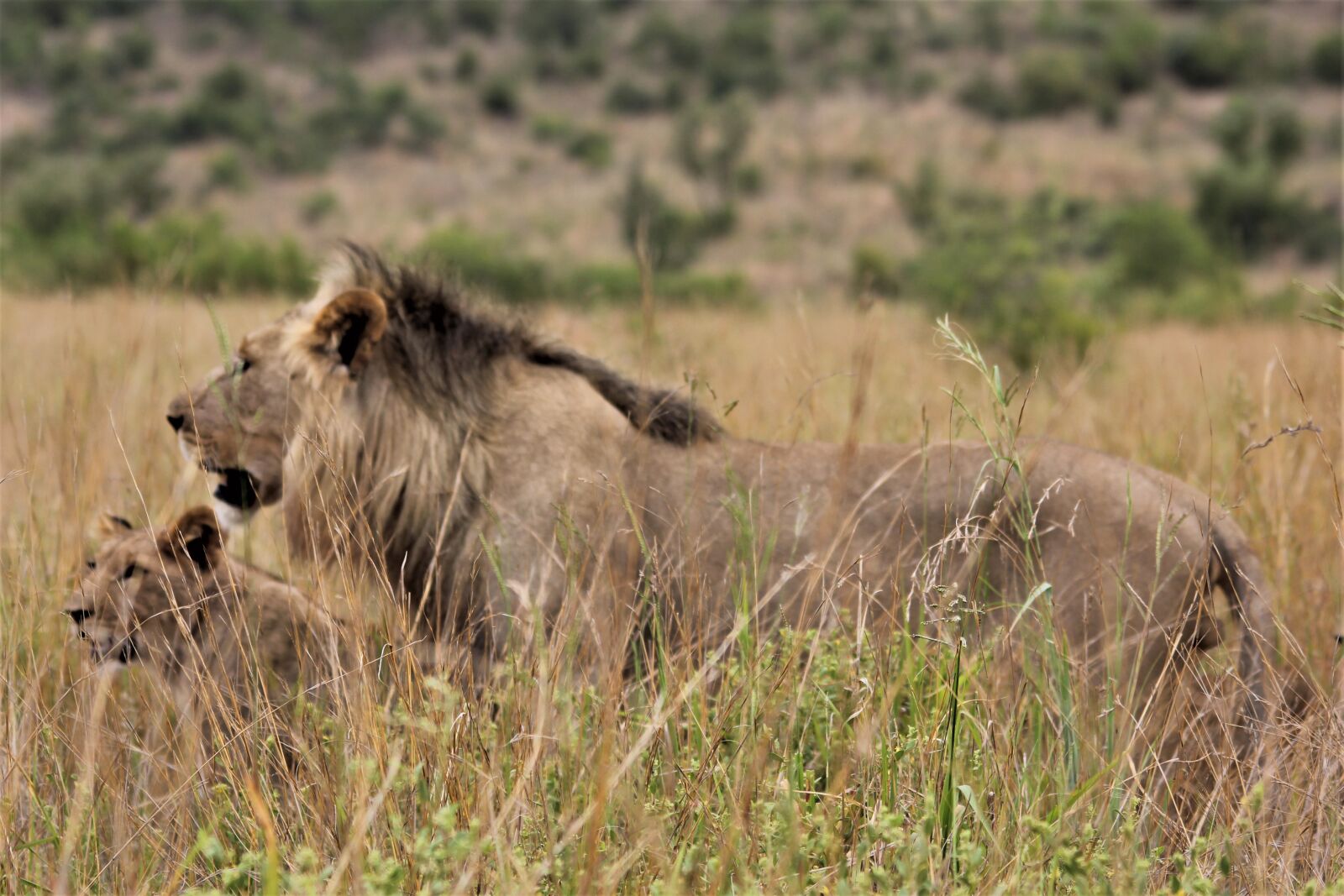Canon EOS 60D sample photo. Pride, lion, king photography