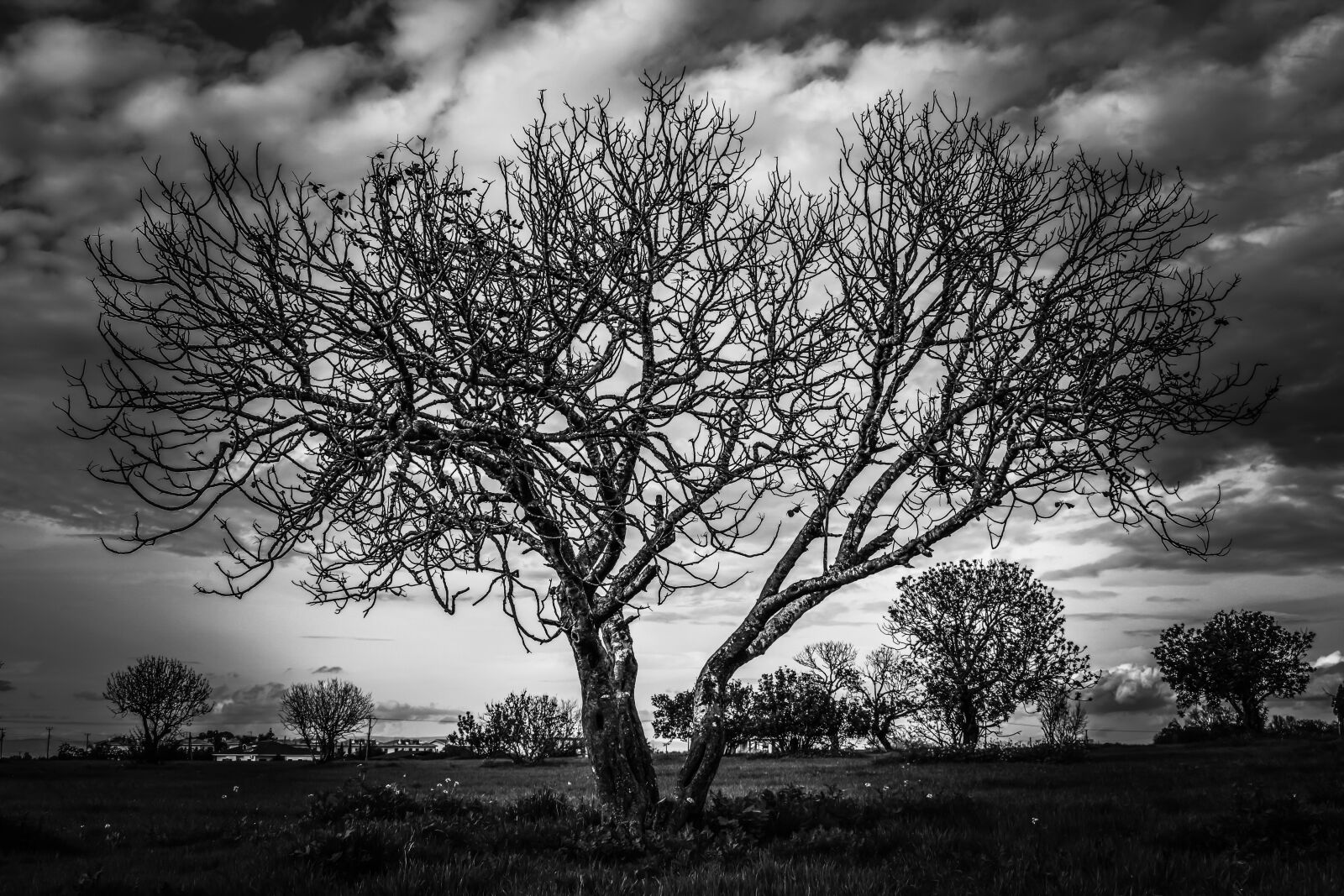 Nikon D3300 sample photo. Tree, meadow, landscape photography