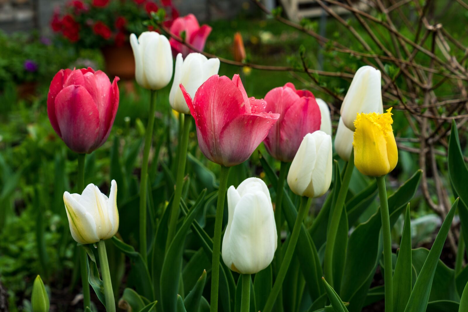 Sony a6300 + Sony Vario Tessar T* FE 24-70mm F4 ZA OSS sample photo. Tulips, flowers, petals photography