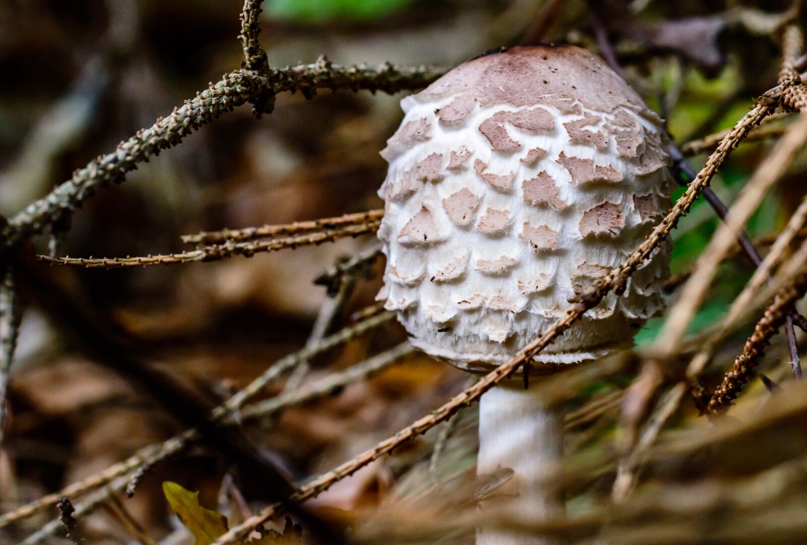 Tamron SP AF 60mm F2 Di II LD IF Macro sample photo. Disc fungus, mushroom, screen photography