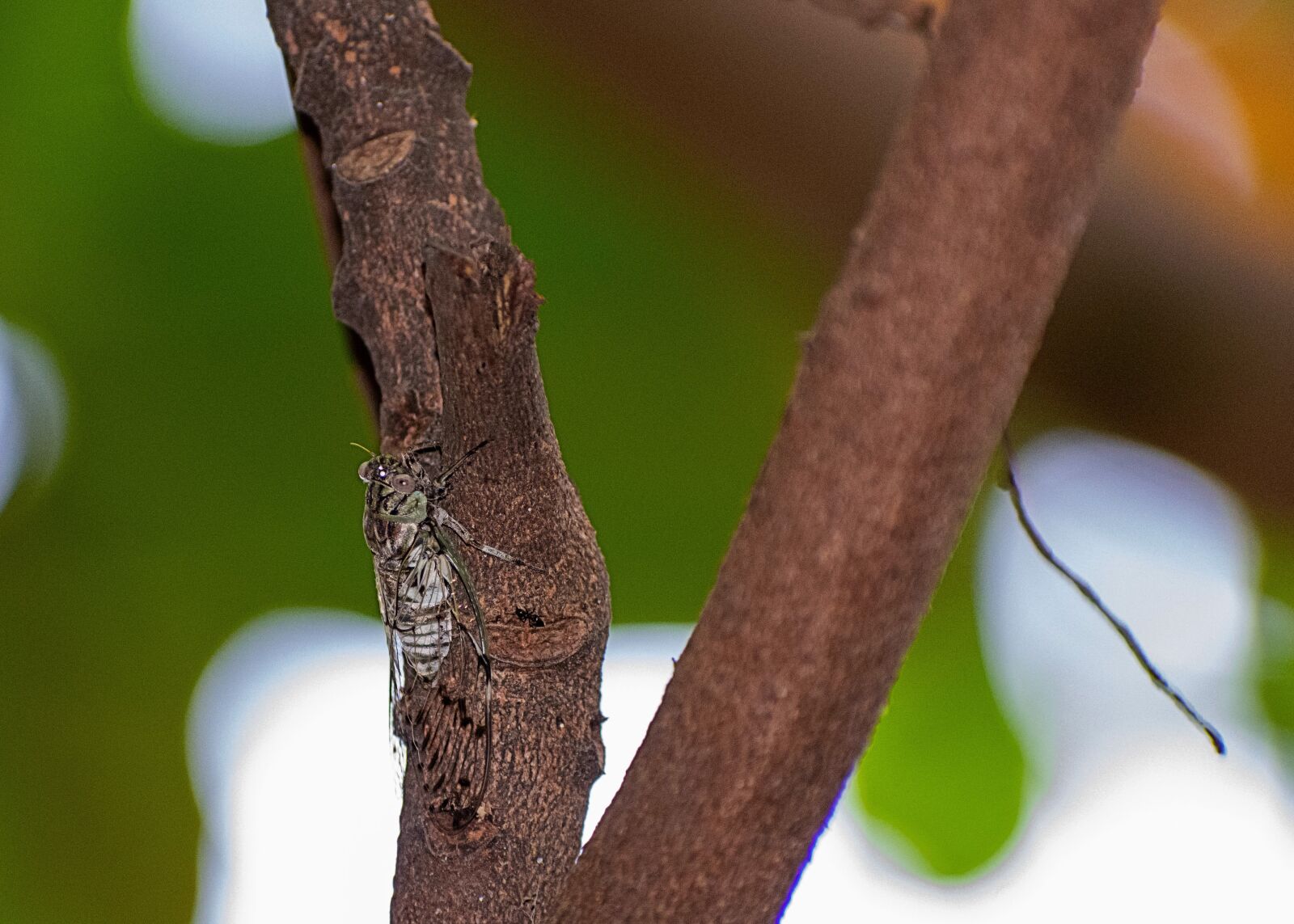Nikon D3400 sample photo. Cicada, insect, tree photography