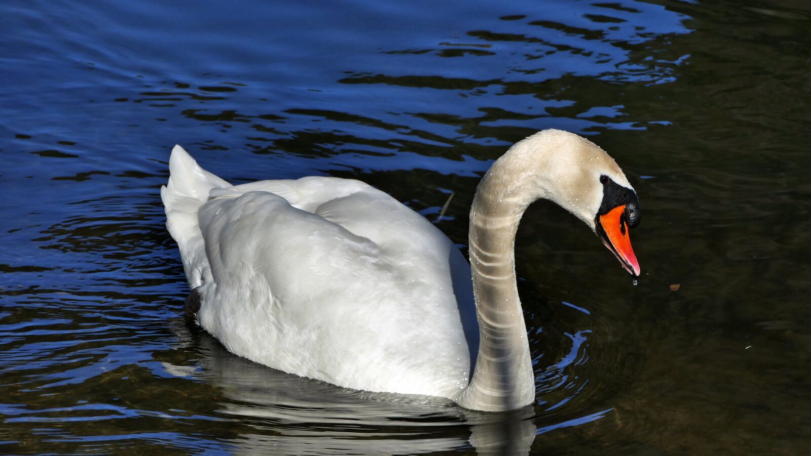 Panasonic Lumix DMC-FZ1000 sample photo. River, water, swan photography