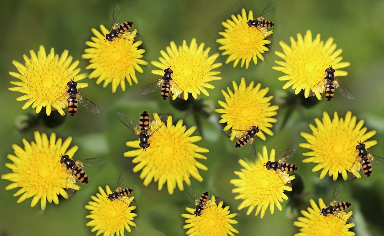 Tamron SP 90mm F2.8 Di VC USD 1:1 Macro sample photo. Flowers, dandelions, hover flies photography