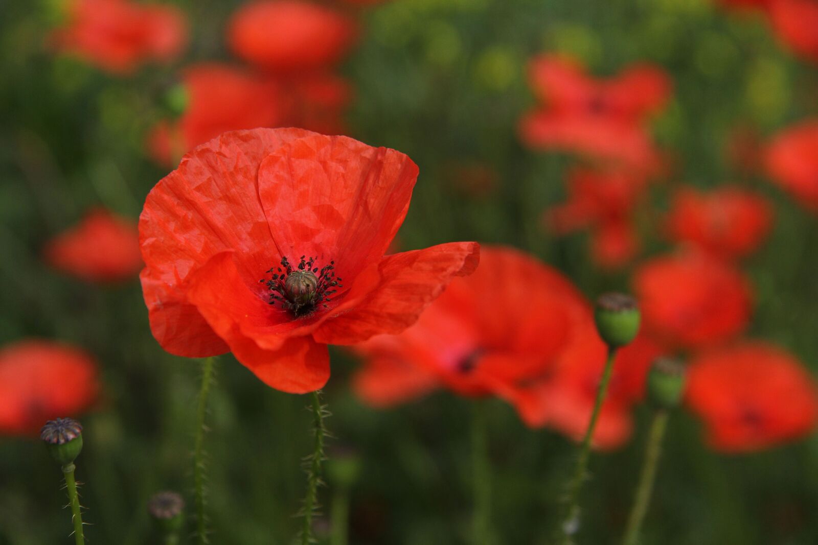 Canon EF-S 17-85mm F4-5.6 IS USM sample photo. Poppy, flower, flora photography