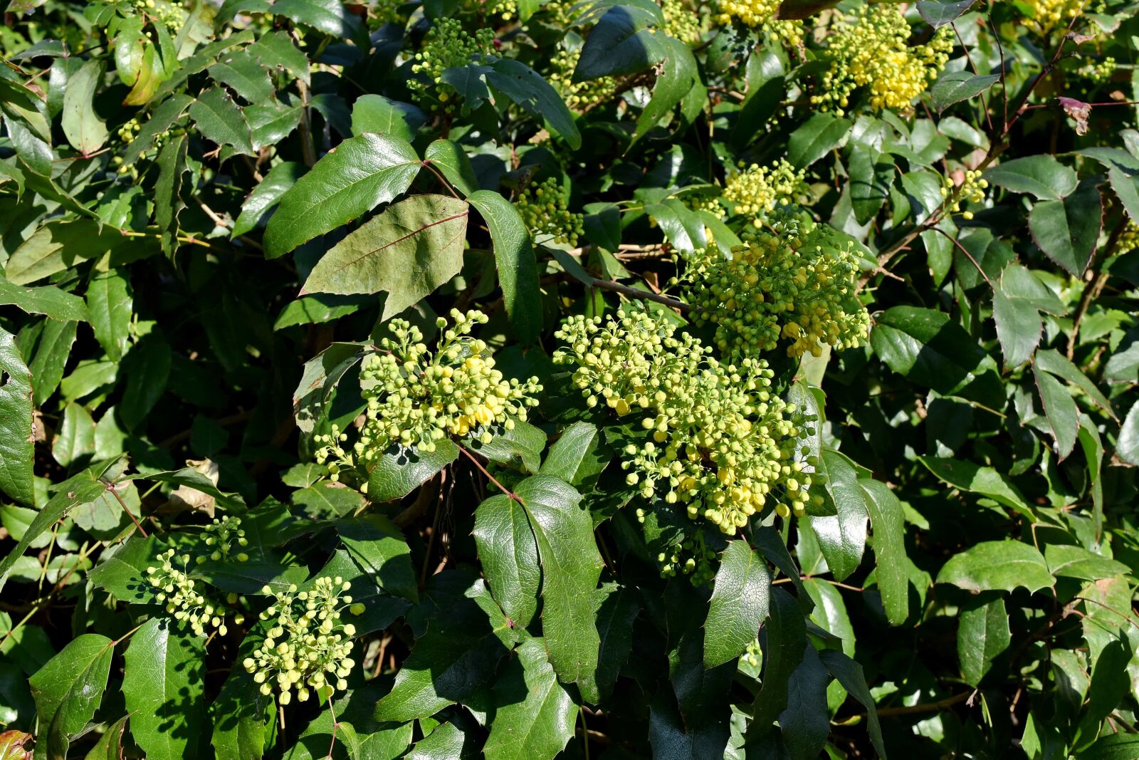 Nikon D5500 sample photo. Tree, leaf, shrub, plant photography