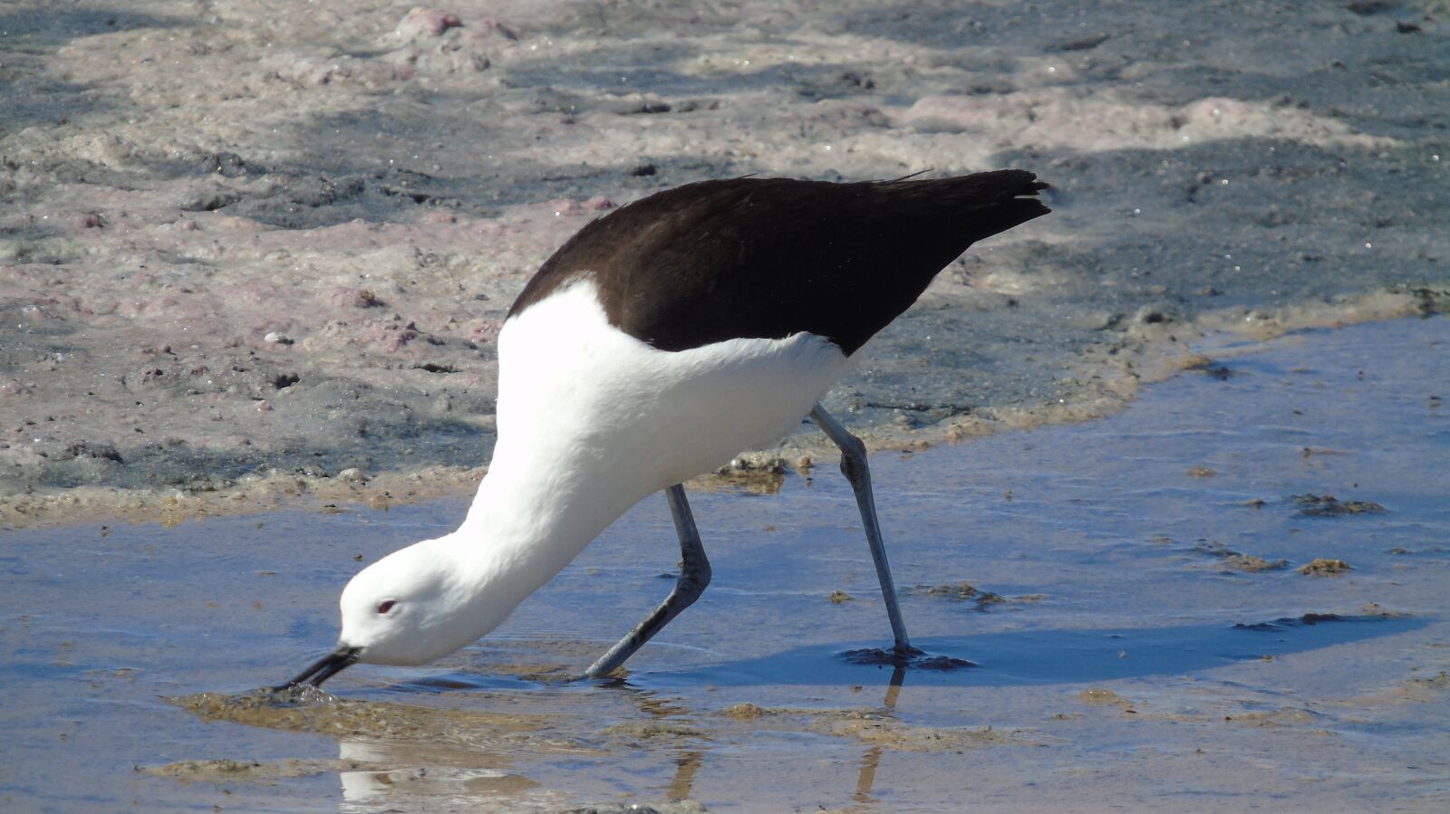 Sony Cyber-shot DSC-H400 sample photo. Wild animals, waterfowl, nature photography