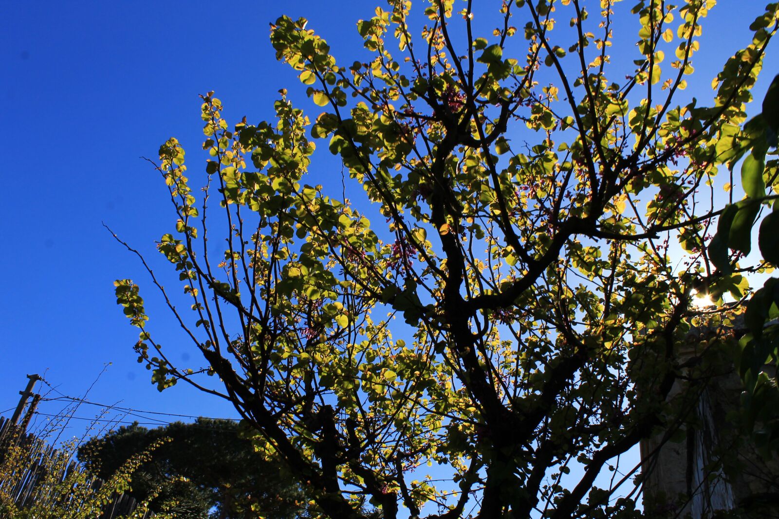 Canon EOS 1100D (EOS Rebel T3 / EOS Kiss X50) sample photo. Sorrento, cityscape, signboard photography