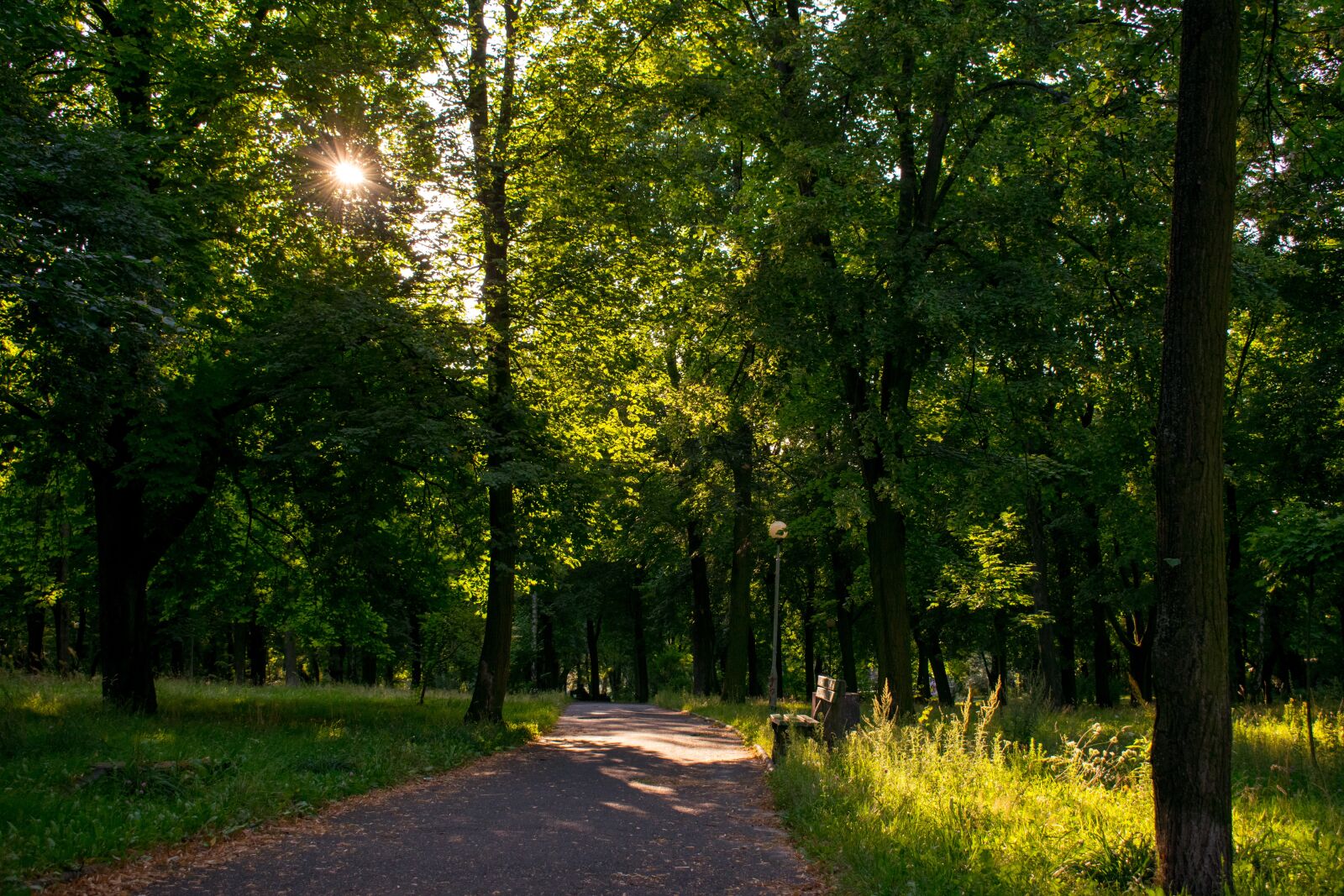Nikon D3300 sample photo. Tree, forest, park photography