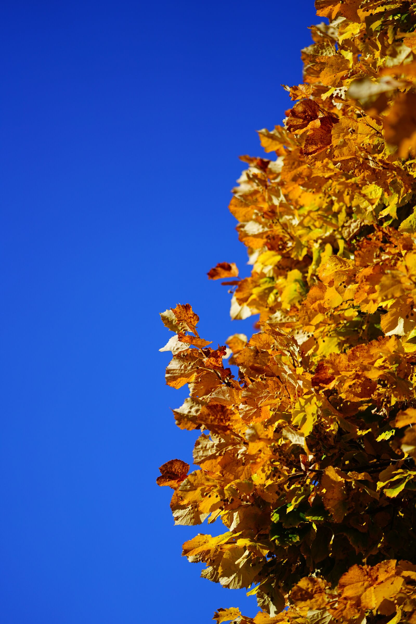 Sony a7R II + Sony FE 90mm F2.8 Macro G OSS sample photo. Leaves, fall foliage, lime photography