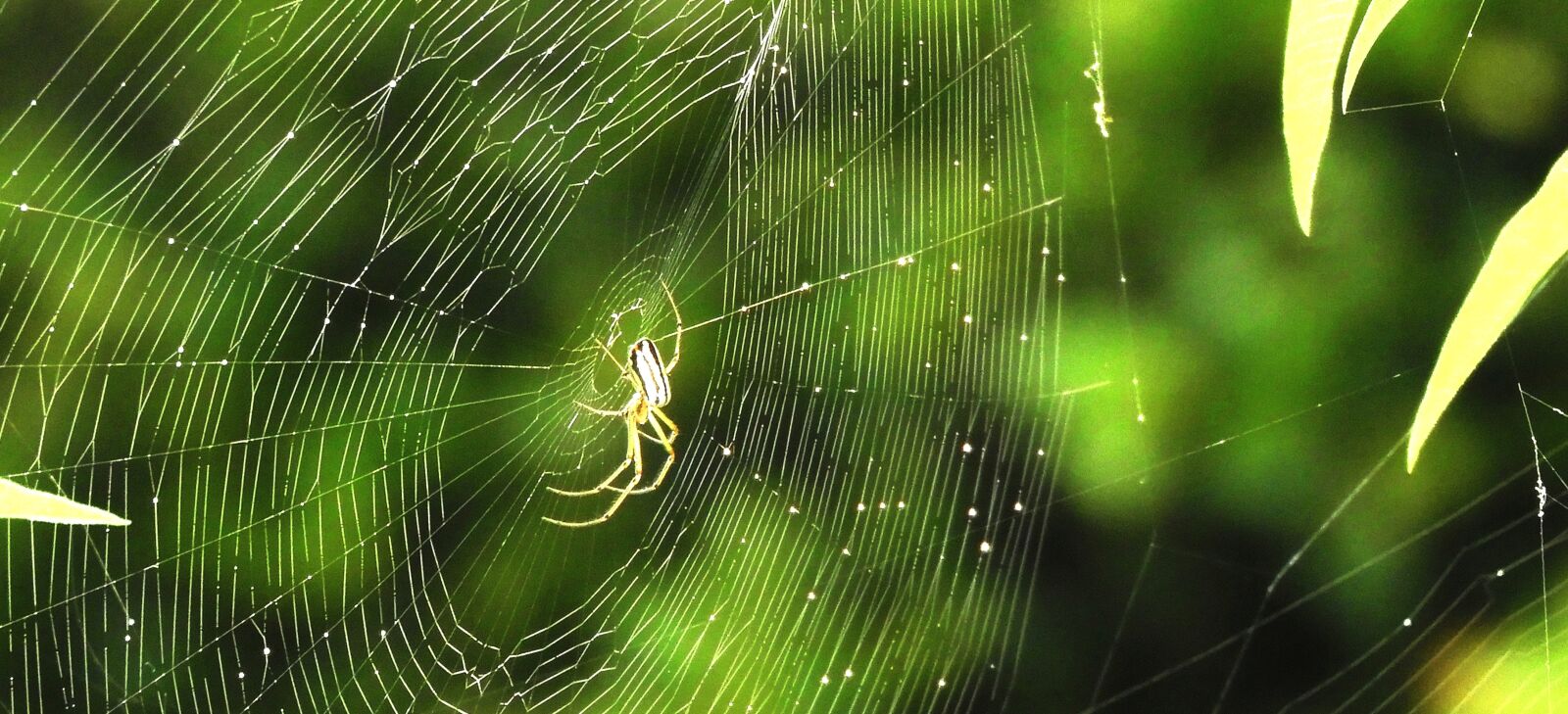 Nikon Coolpix B700 sample photo. Macro, insects, garden photography