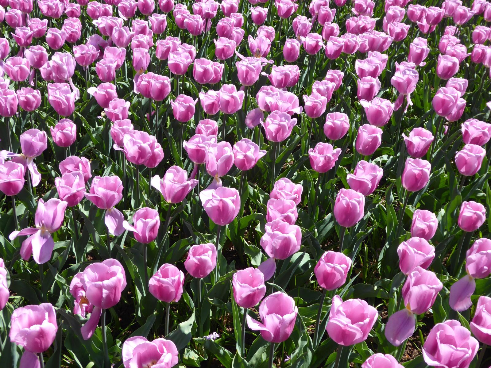 Panasonic Lumix DMC-ZS50 (Lumix DMC-TZ70) sample photo. Tulip, flower, pink photography