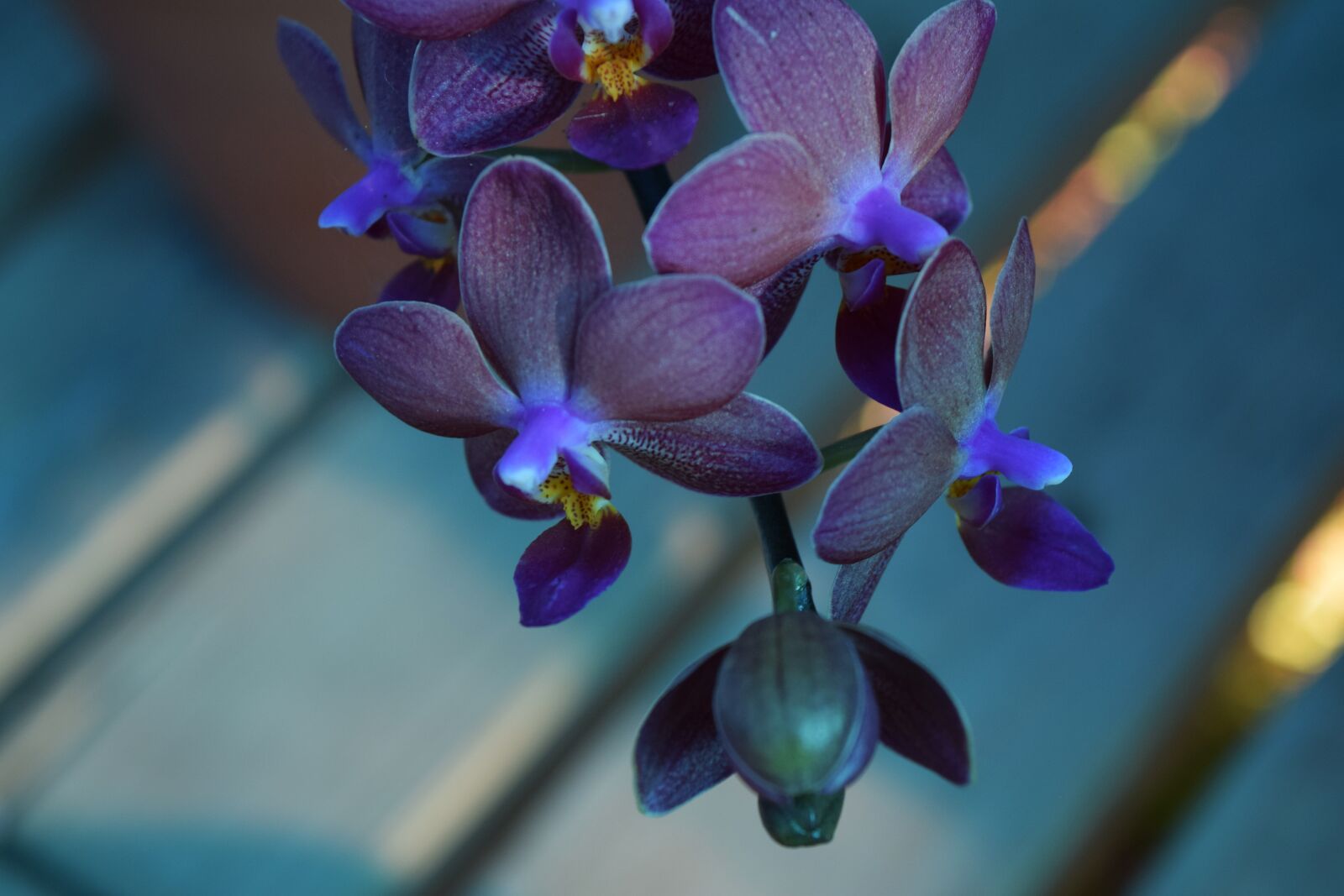 Nikon D3300 sample photo. Purple, orchid, bokeh photography