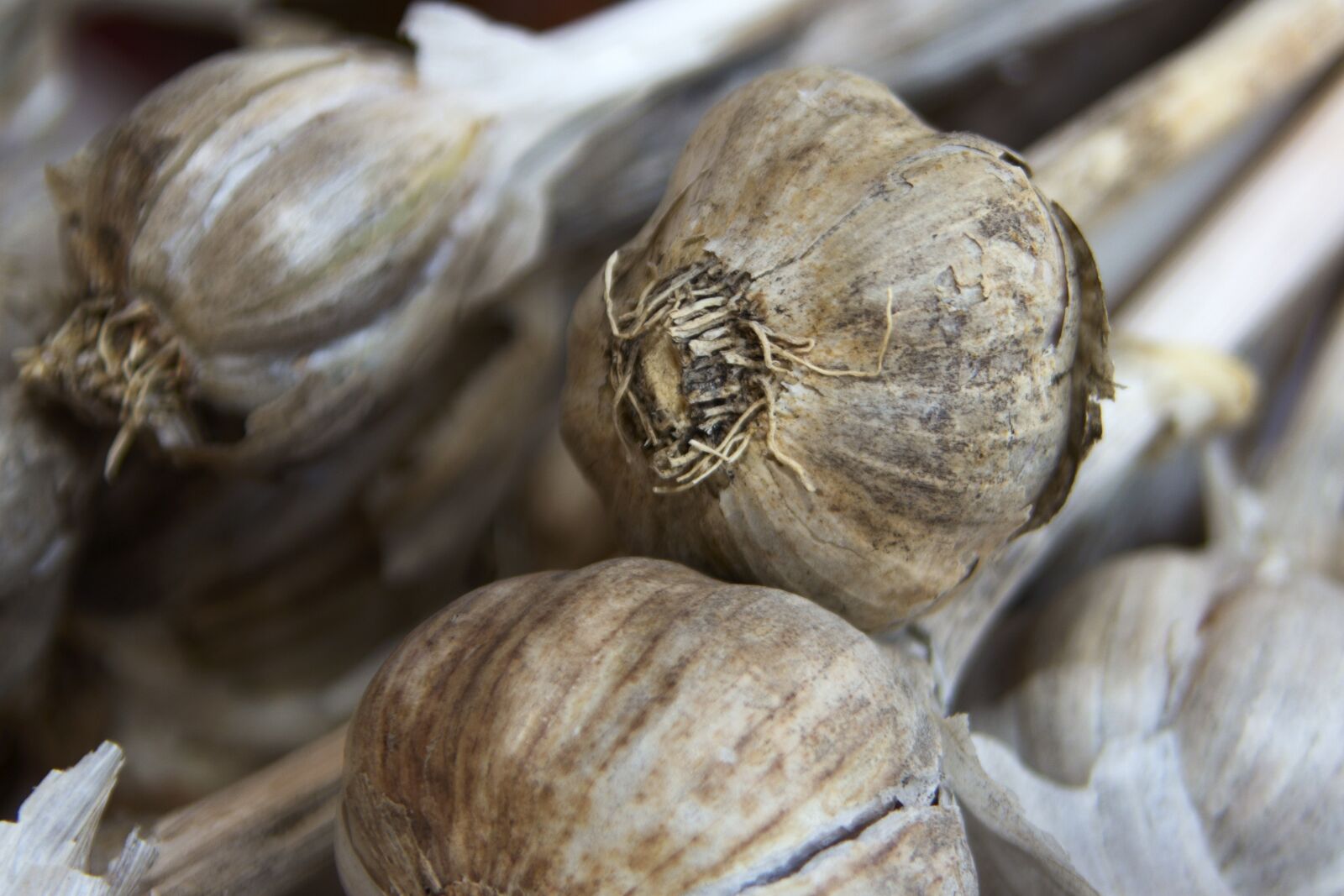 Canon EOS 600D (Rebel EOS T3i / EOS Kiss X5) sample photo. Garlic, food, fresh photography