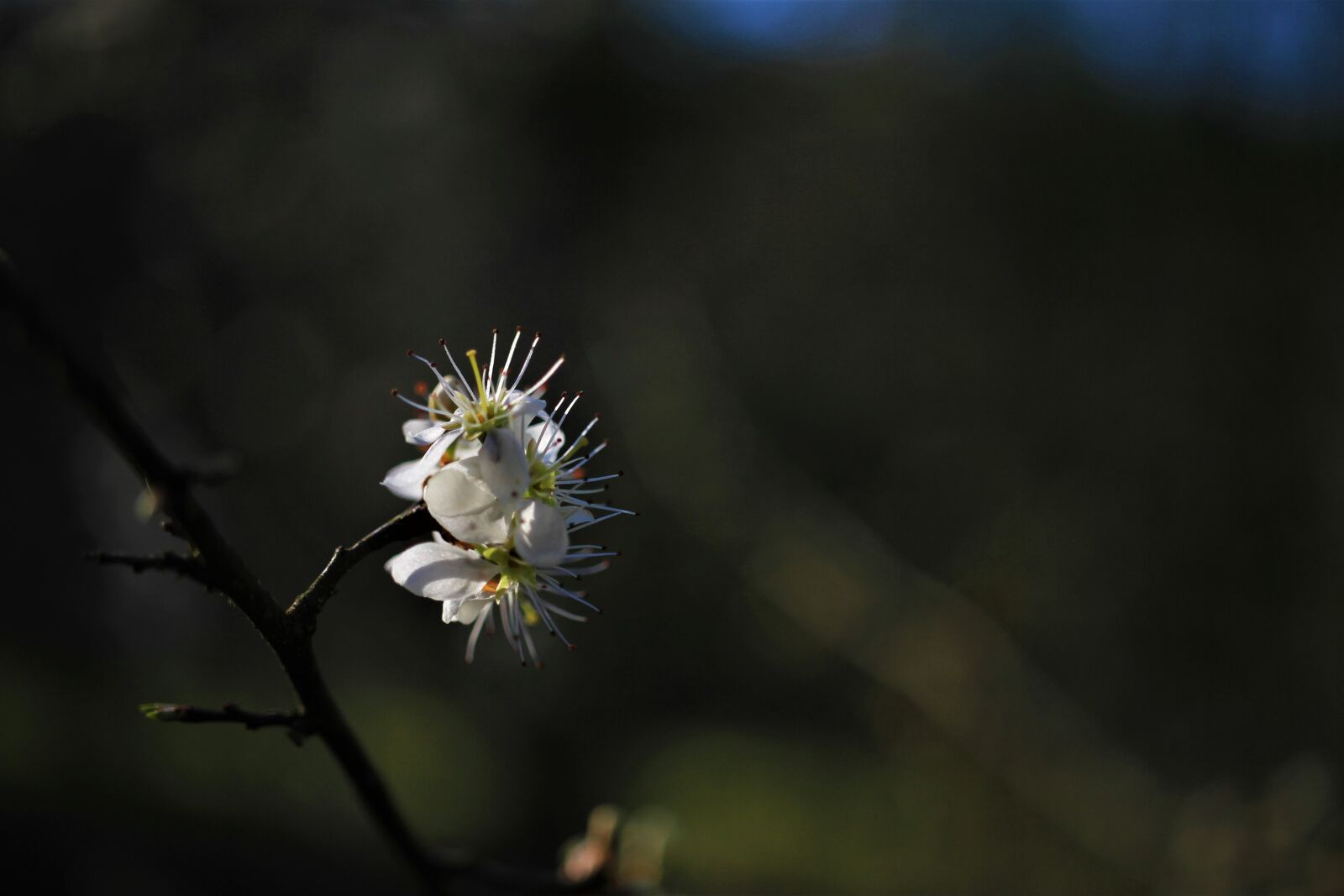 Canon EOS 7D sample photo. Flowers, branch, dark photography