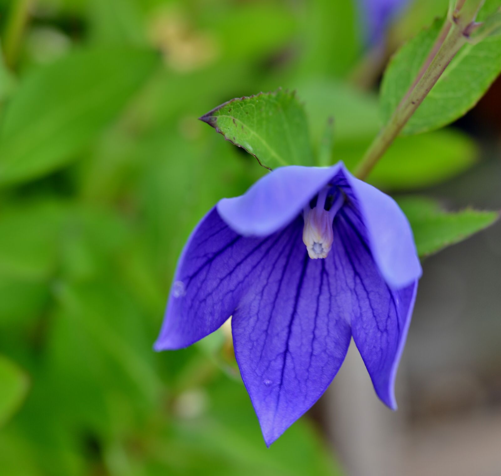 Nikon D600 sample photo. Campanula, flower, blue photography
