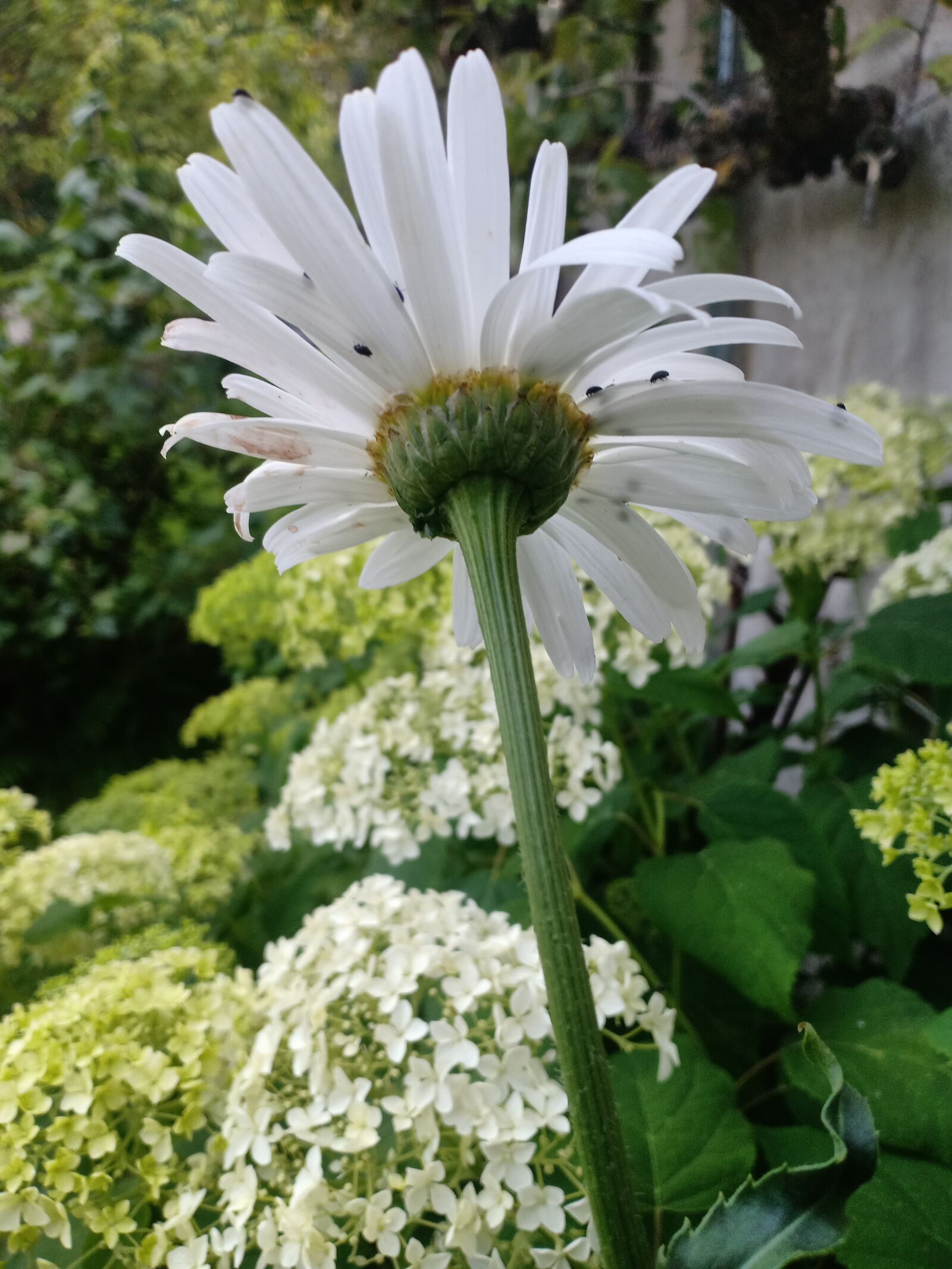 OPPO F7 sample photo. Margriet, flower, white photography
