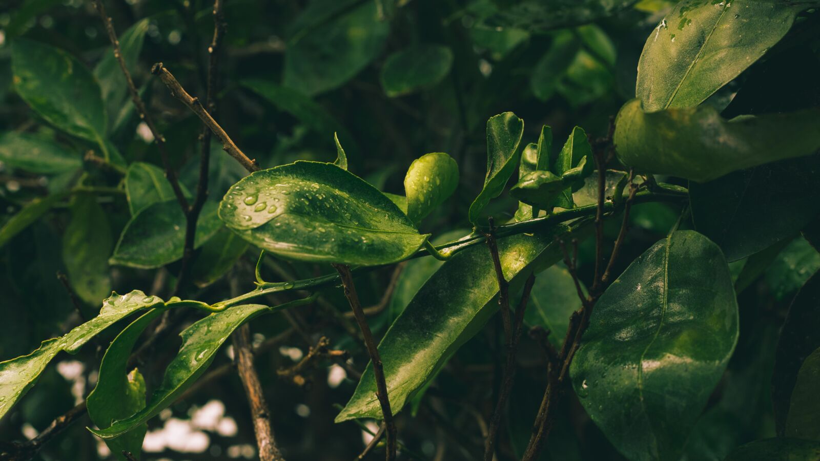 Canon EF 50mm F1.4 USM sample photo. Green, flora, nature photography