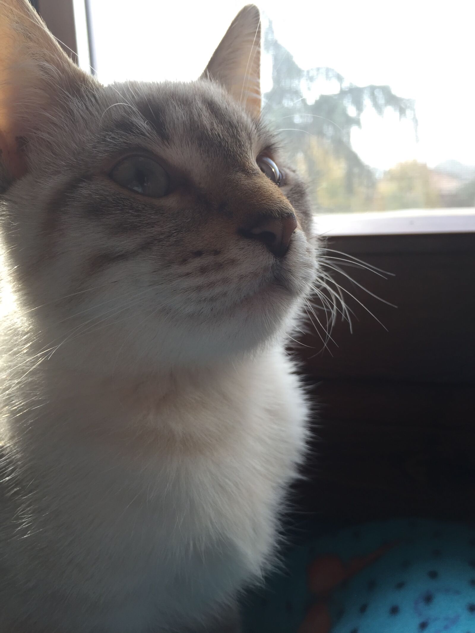iPhone 6 back camera 4.15mm f/2.2 sample photo. Cat, face, cat, s photography