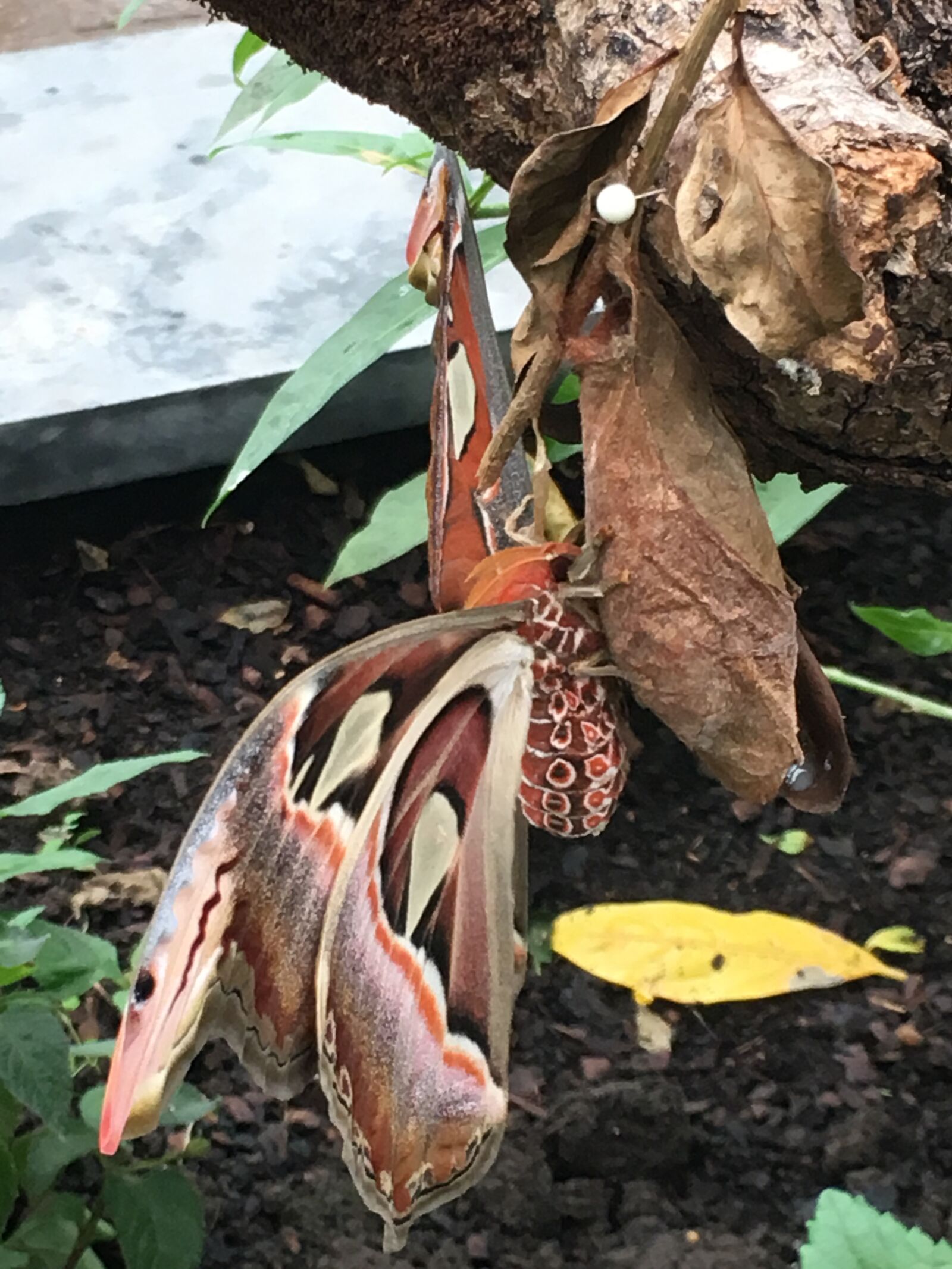 Apple iPhone 6s sample photo. Camouflage, butterfly, insect photography