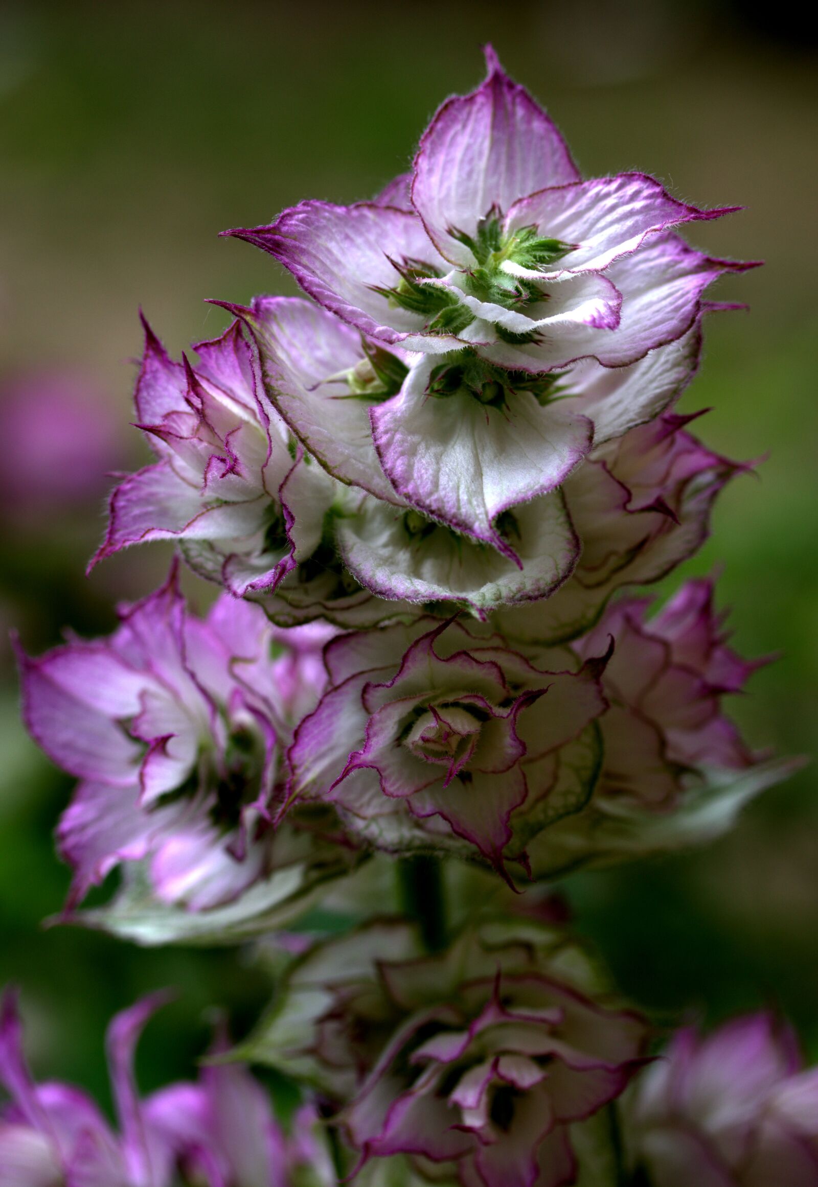 Canon EF-S 60mm F2.8 Macro USM sample photo. Flower, mov, wild photography