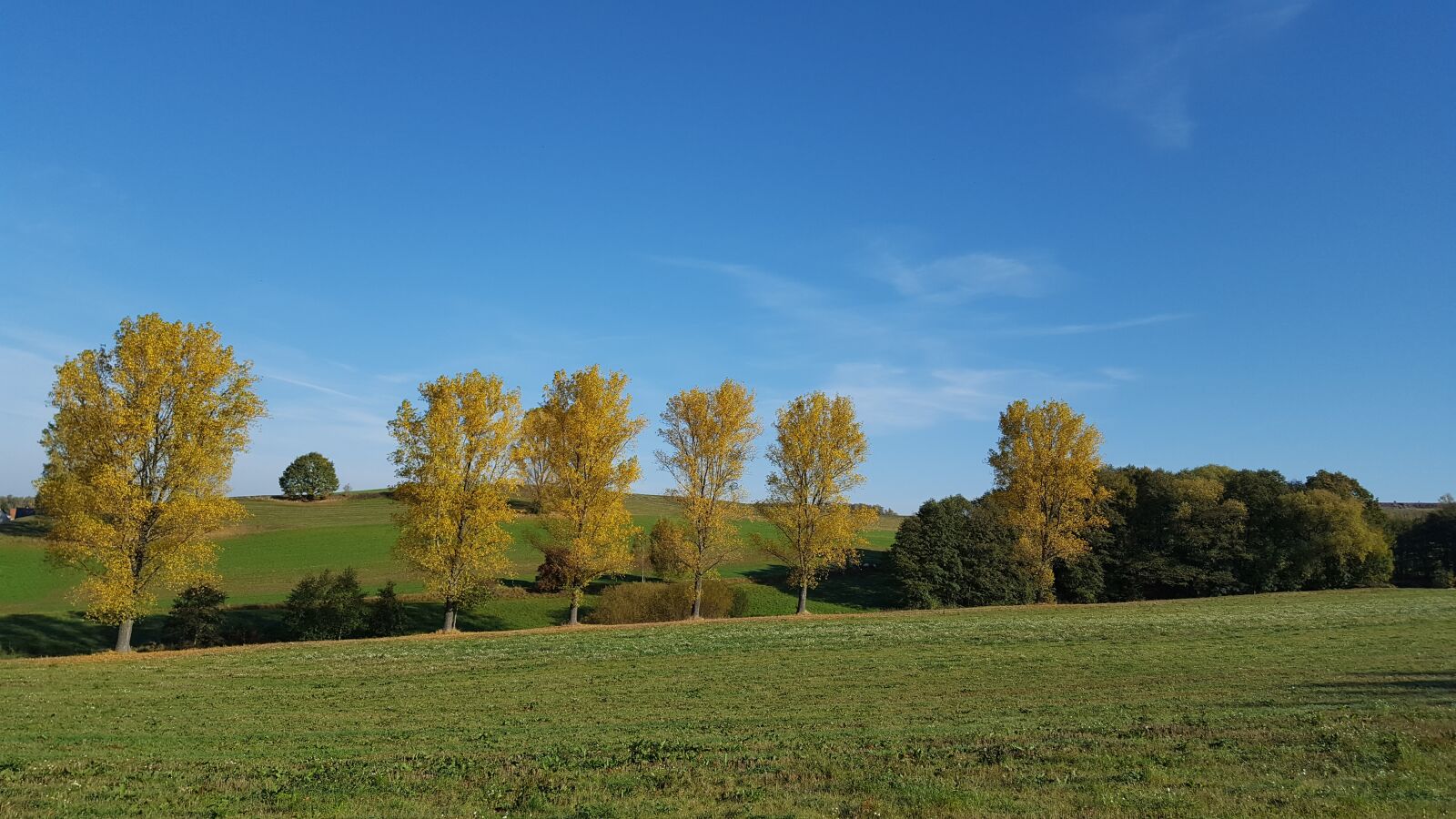Samsung Galaxy S6 sample photo. Tree, landscape, autumn photography