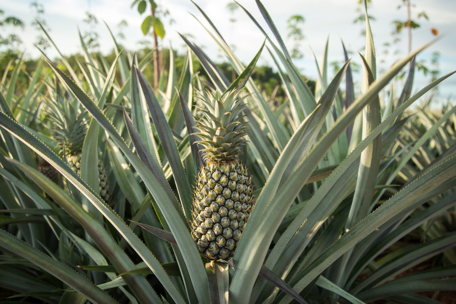 Canon EF 24-105mm F4L IS USM sample photo. Pineapple, farm, garden photography