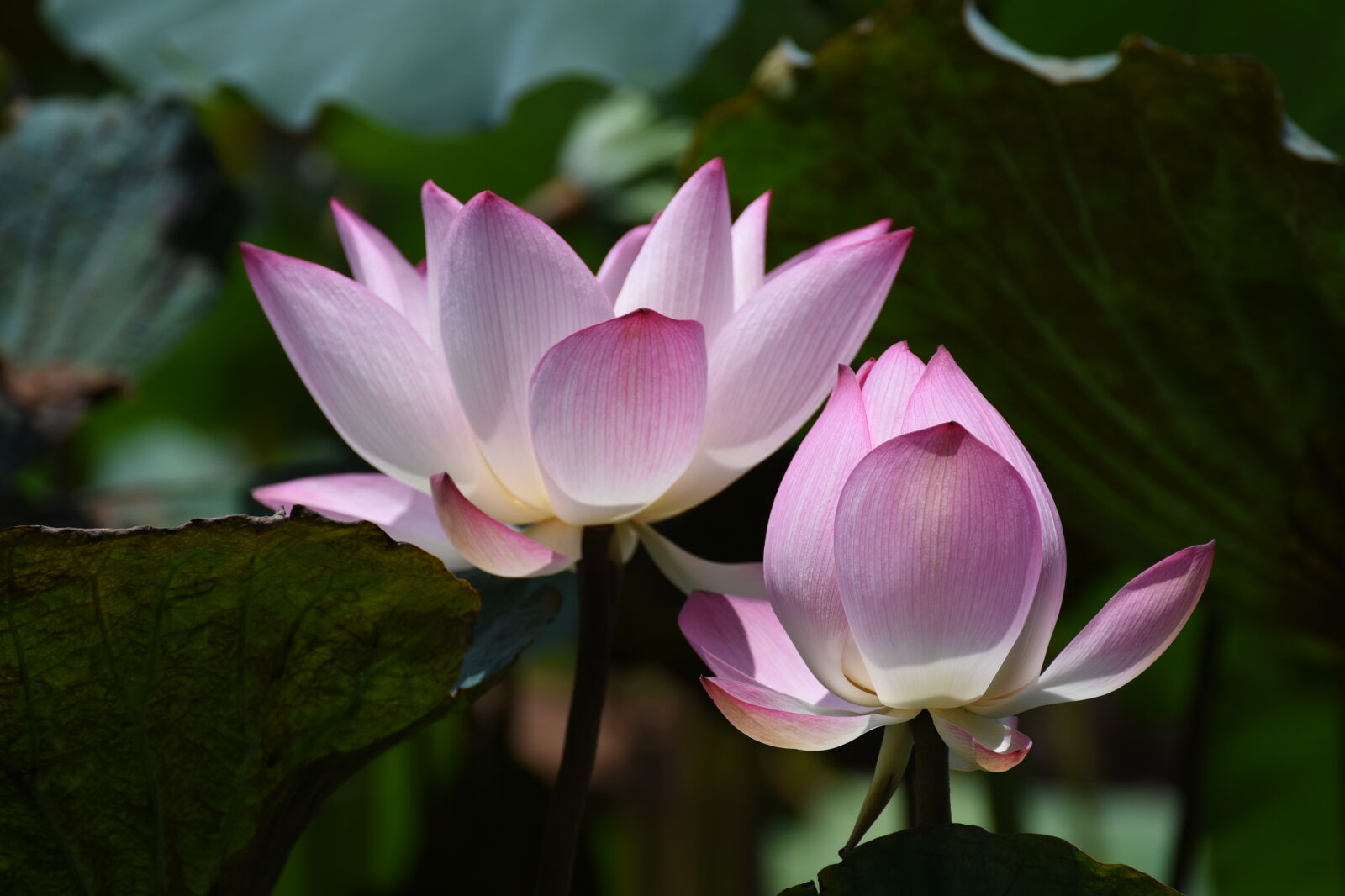 Tamron SP 70-300mm F4-5.6 Di VC USD sample photo. Photography, of, lotus, flowers photography