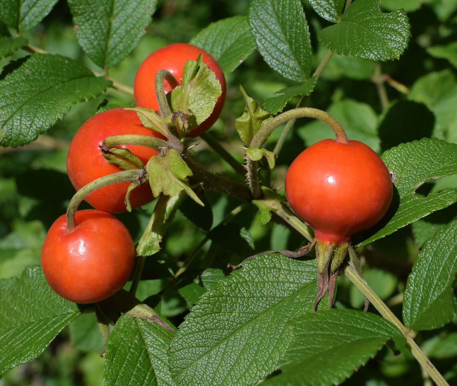 Nikon D3300 sample photo. Red, ripe rose hips photography