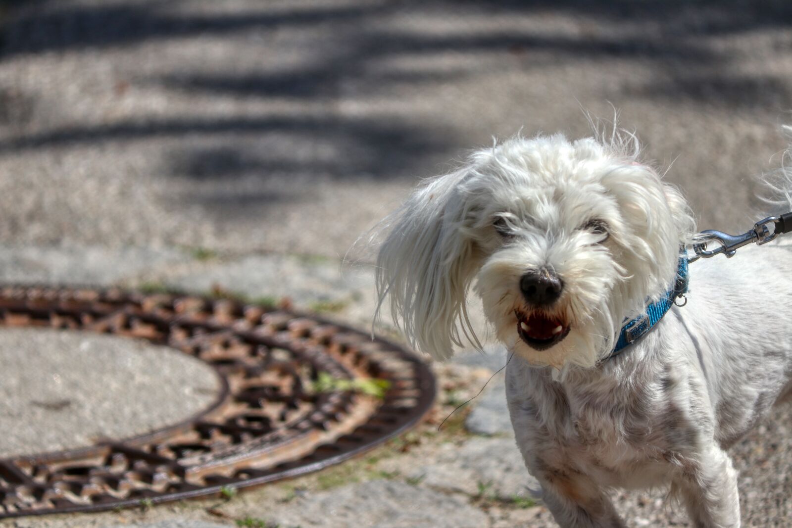 Canon EOS 80D sample photo. Dog, excited, barking photography